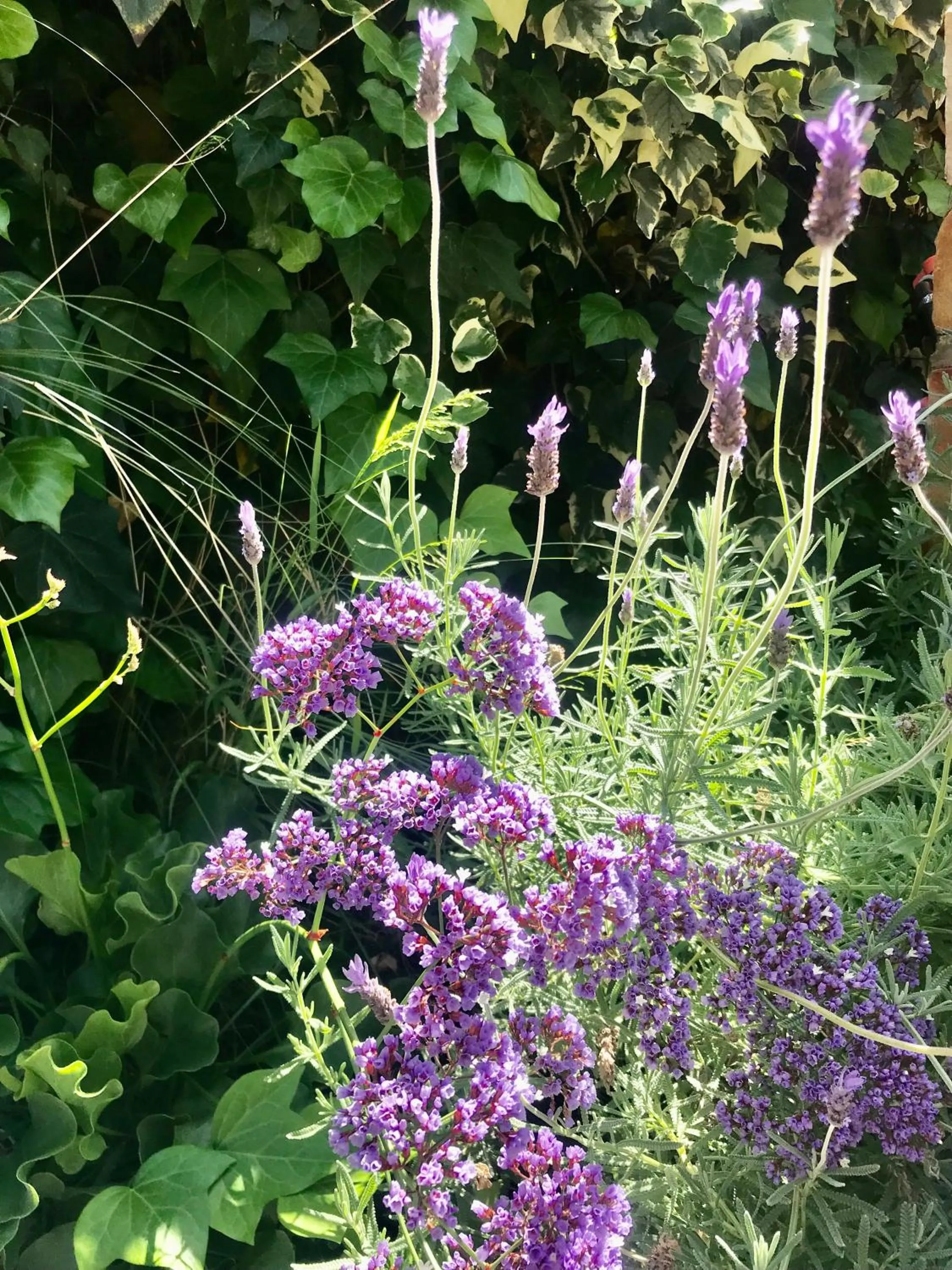 Garden in Mountain View Eco Lodge Montagu