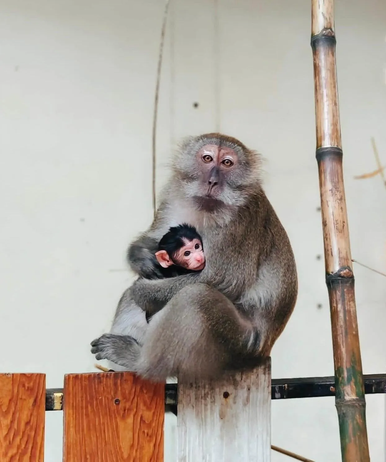 Phi Phi Maiyada Resort