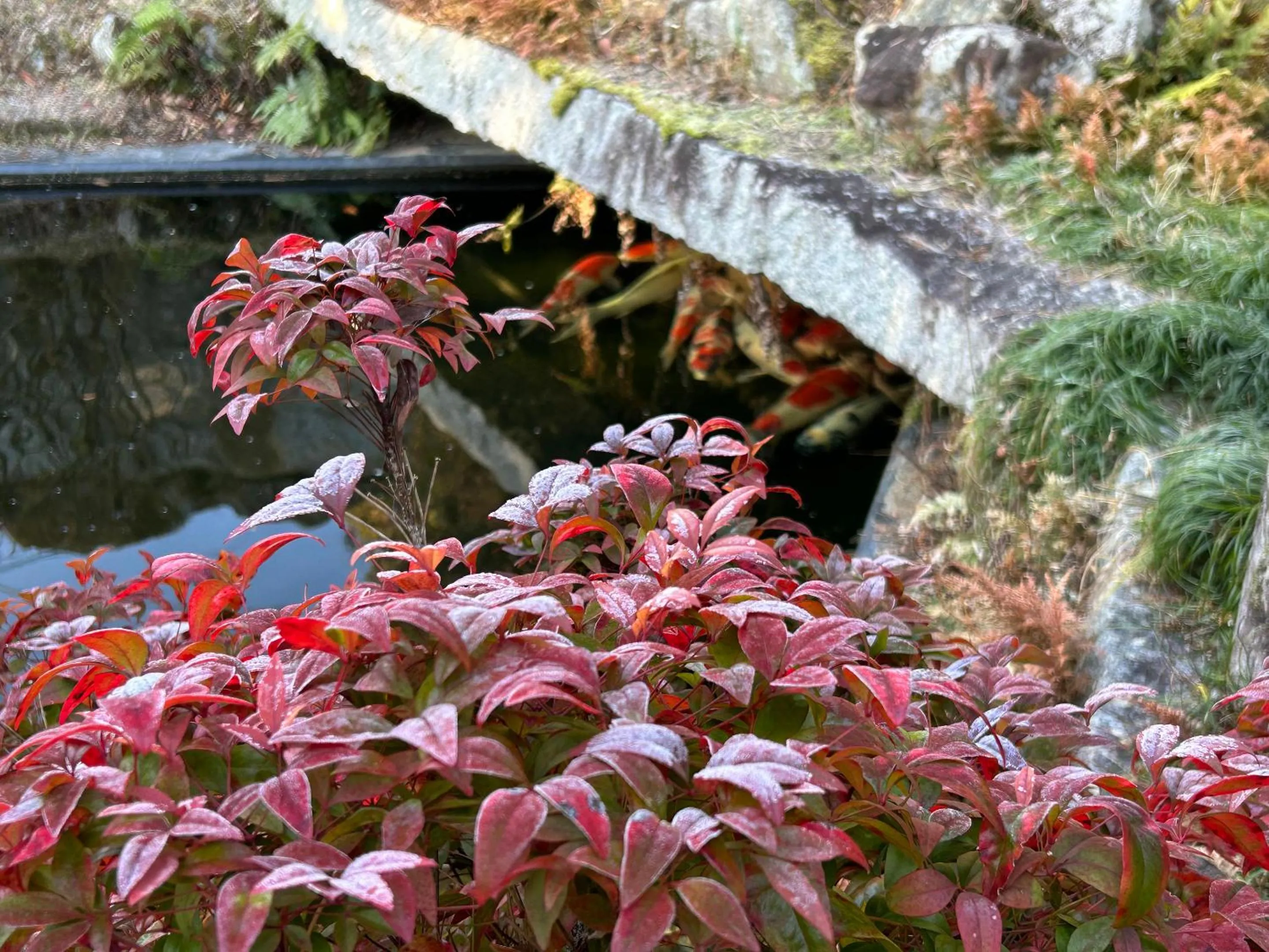Property building in Koiya
