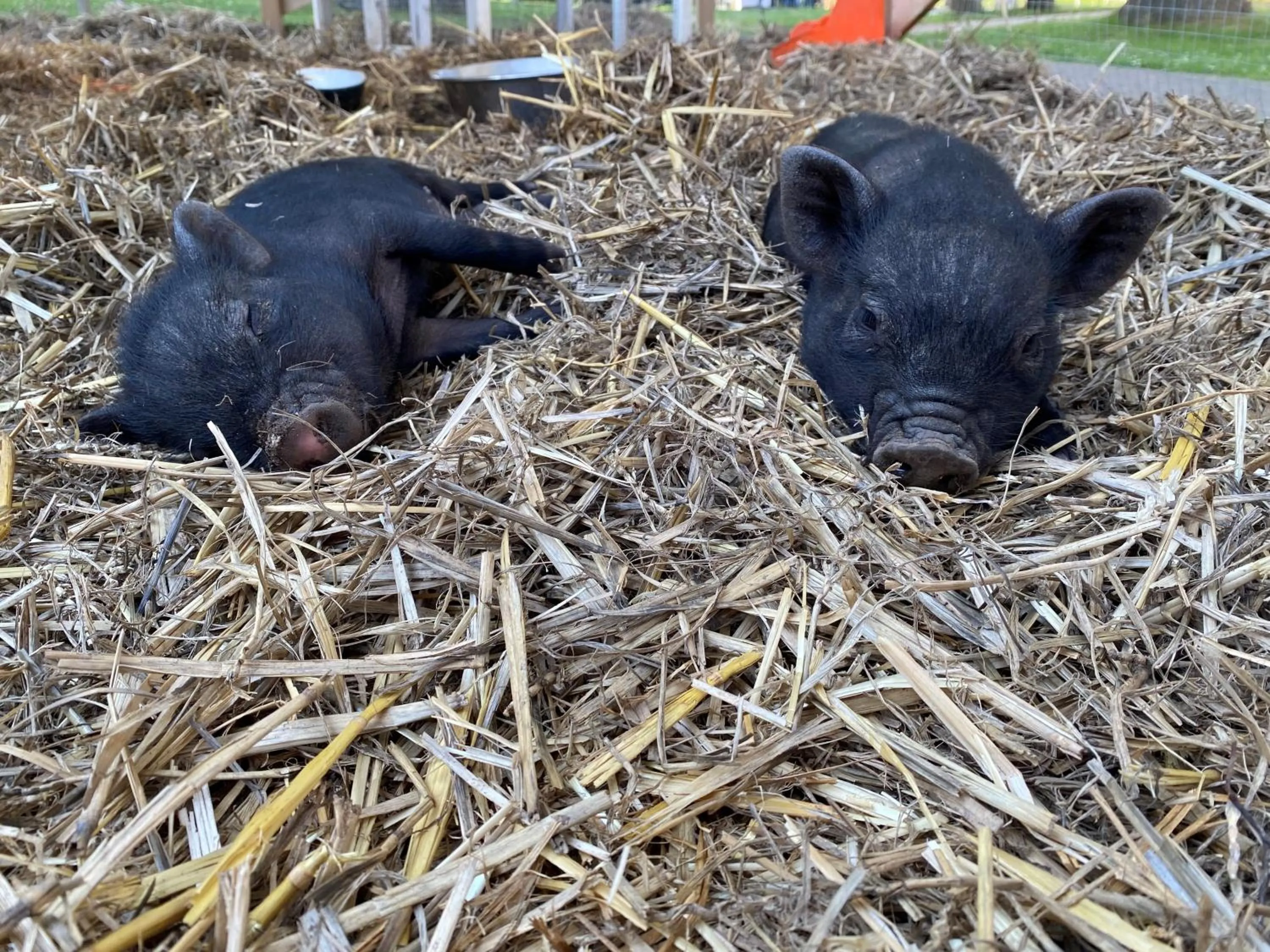 Animals in Demeures de Campagne Parc du Coudray - Barbizon