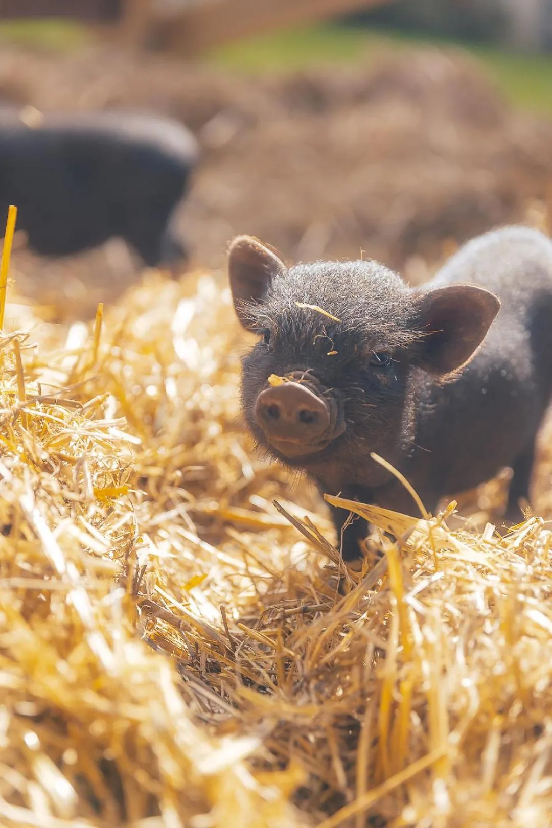 Pets in Demeures de Campagne Parc du Coudray - Barbizon