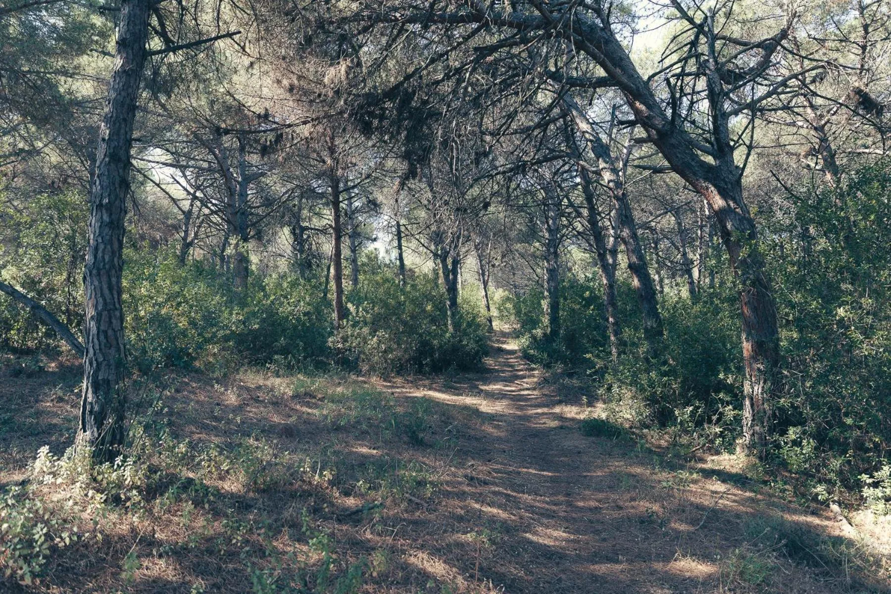 Natural landscape in Antica Villa Colonica