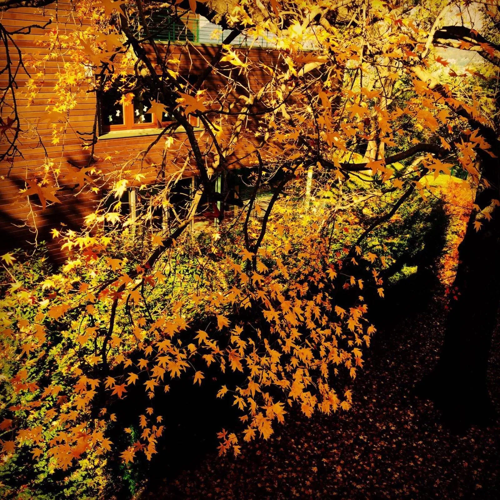 Day in Casa Sull'Albero