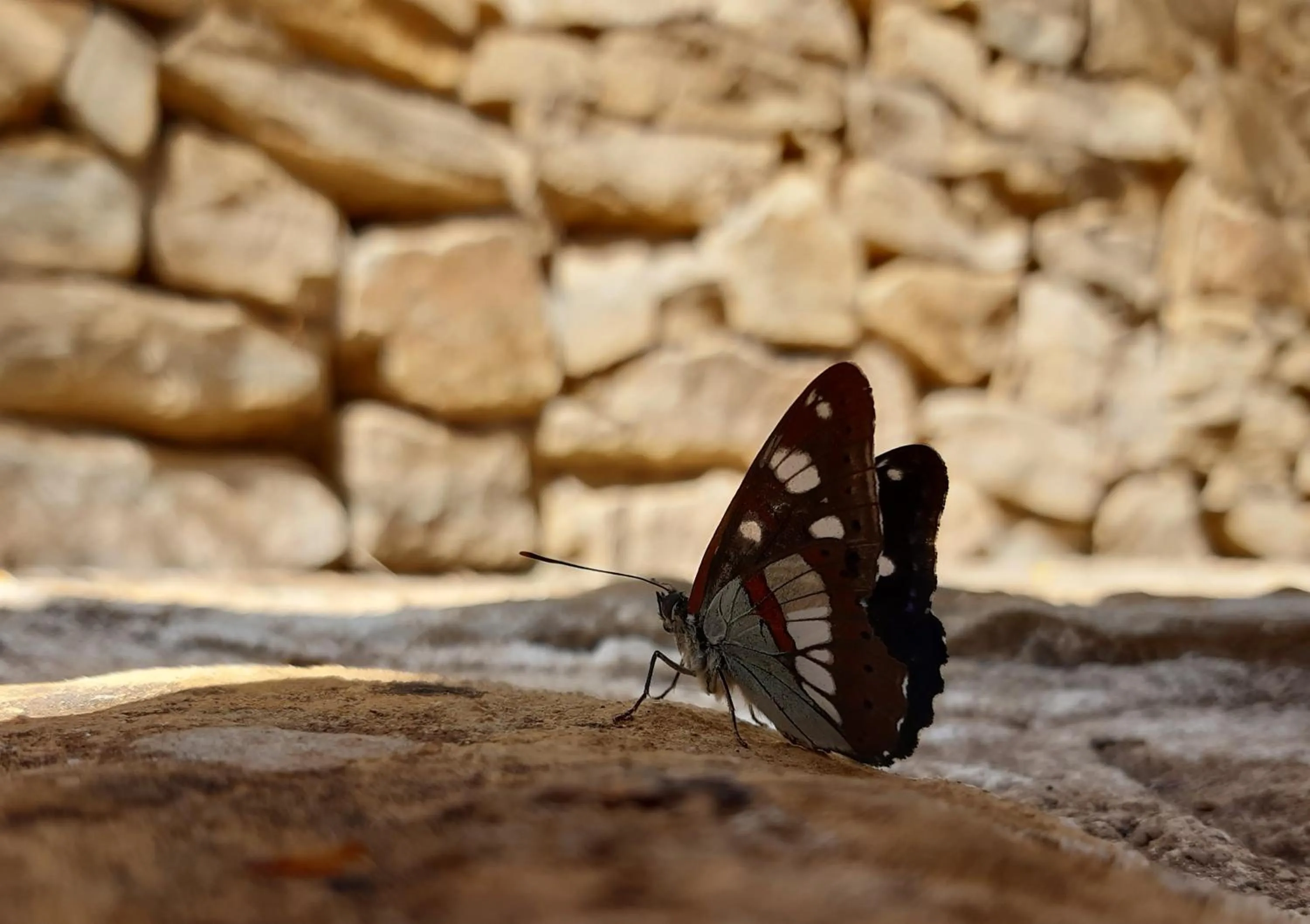 Animals in Mas Lei Bancau