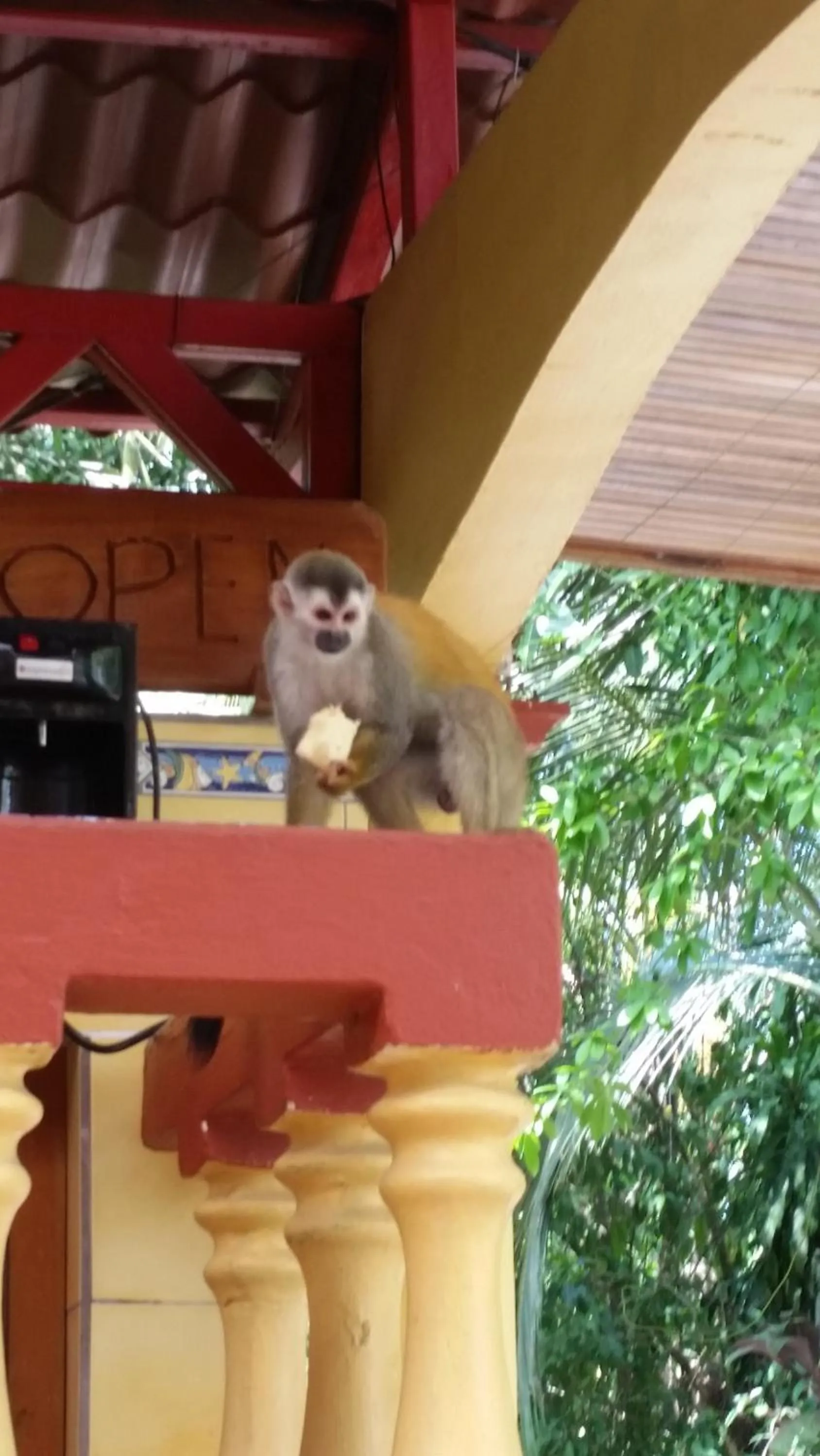 Animals in Hotel Tres Banderas