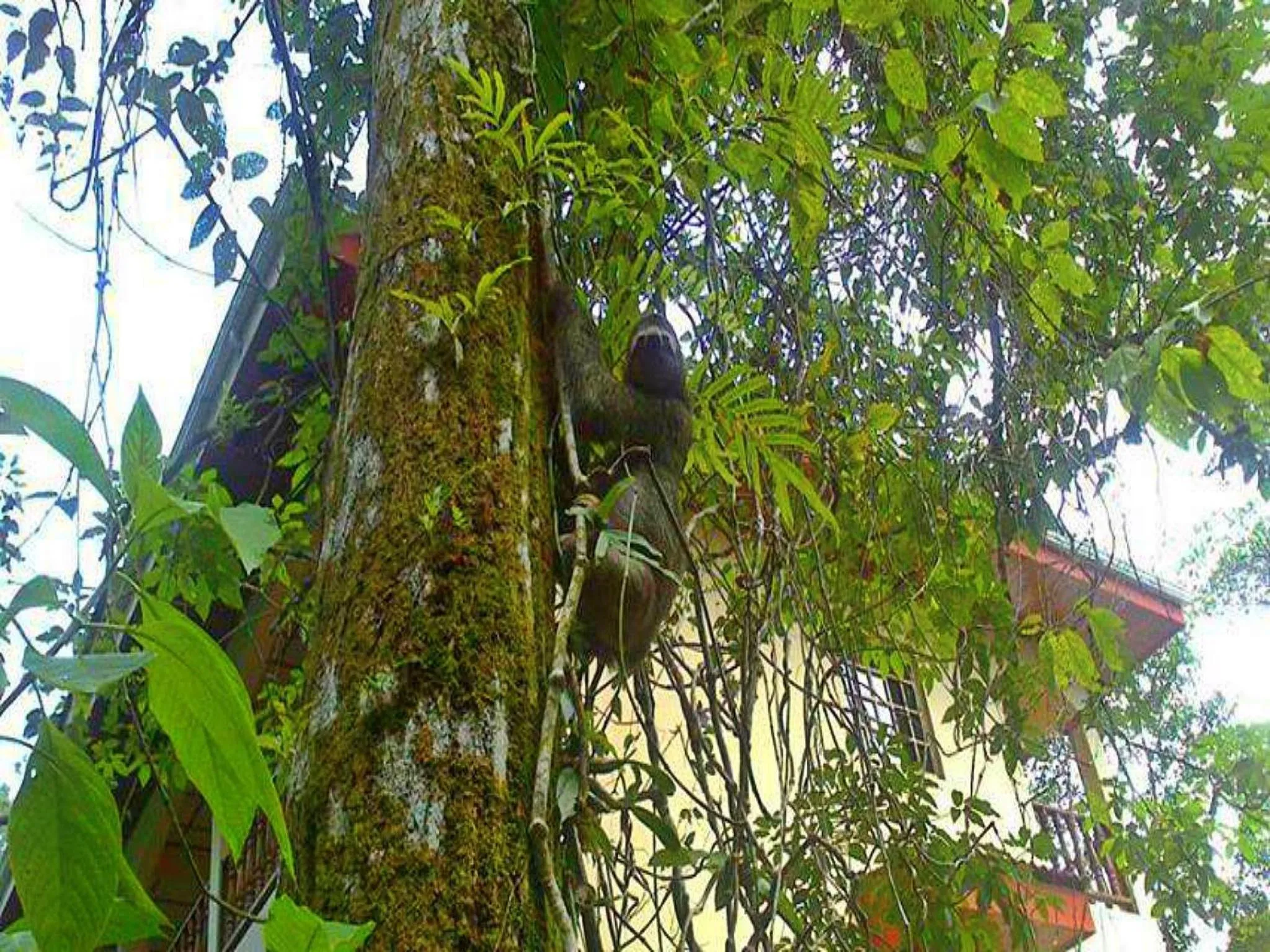 Animals in Hotel Tres Banderas