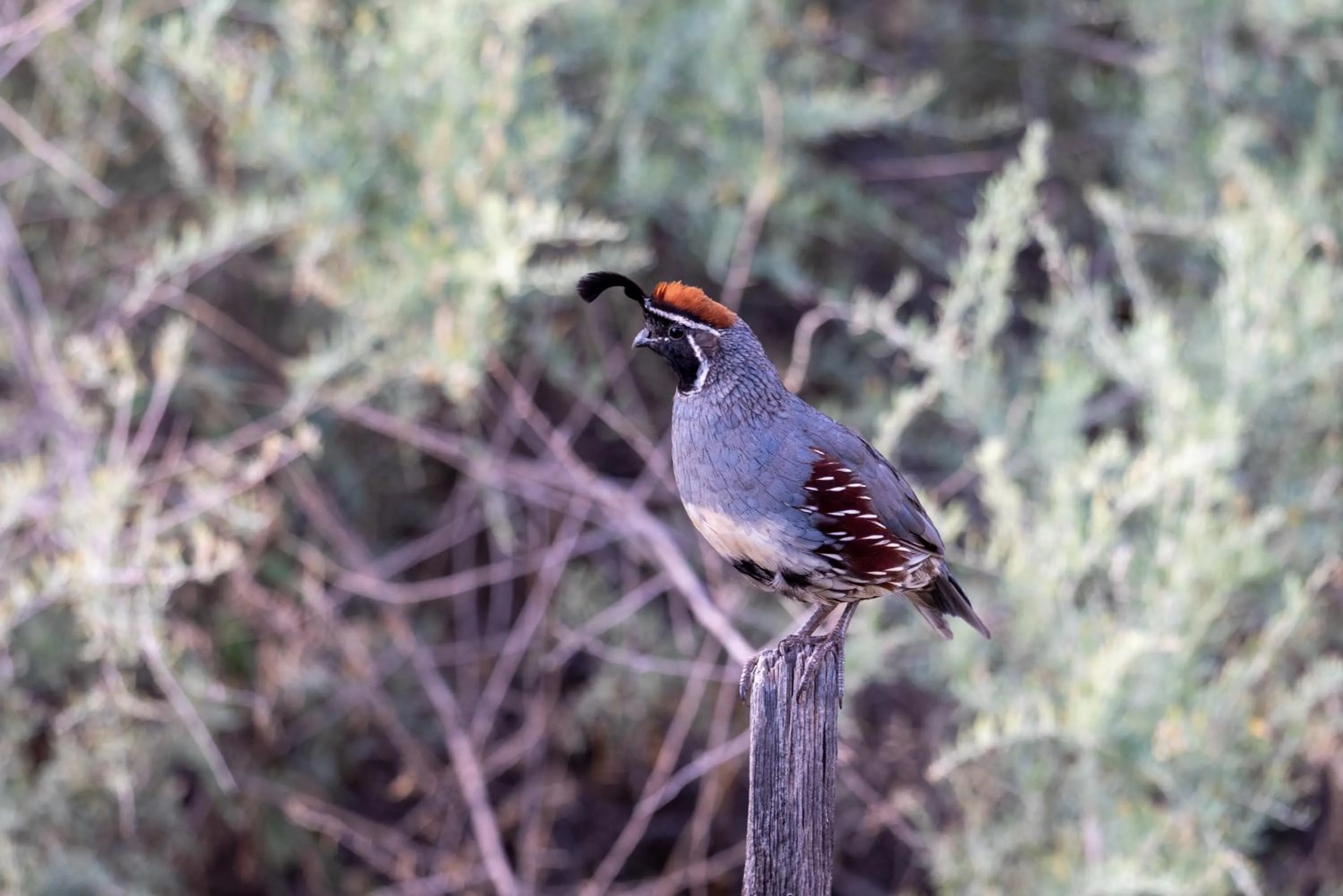 Canyon Villa Bed & Breakfast Inn of Sedona