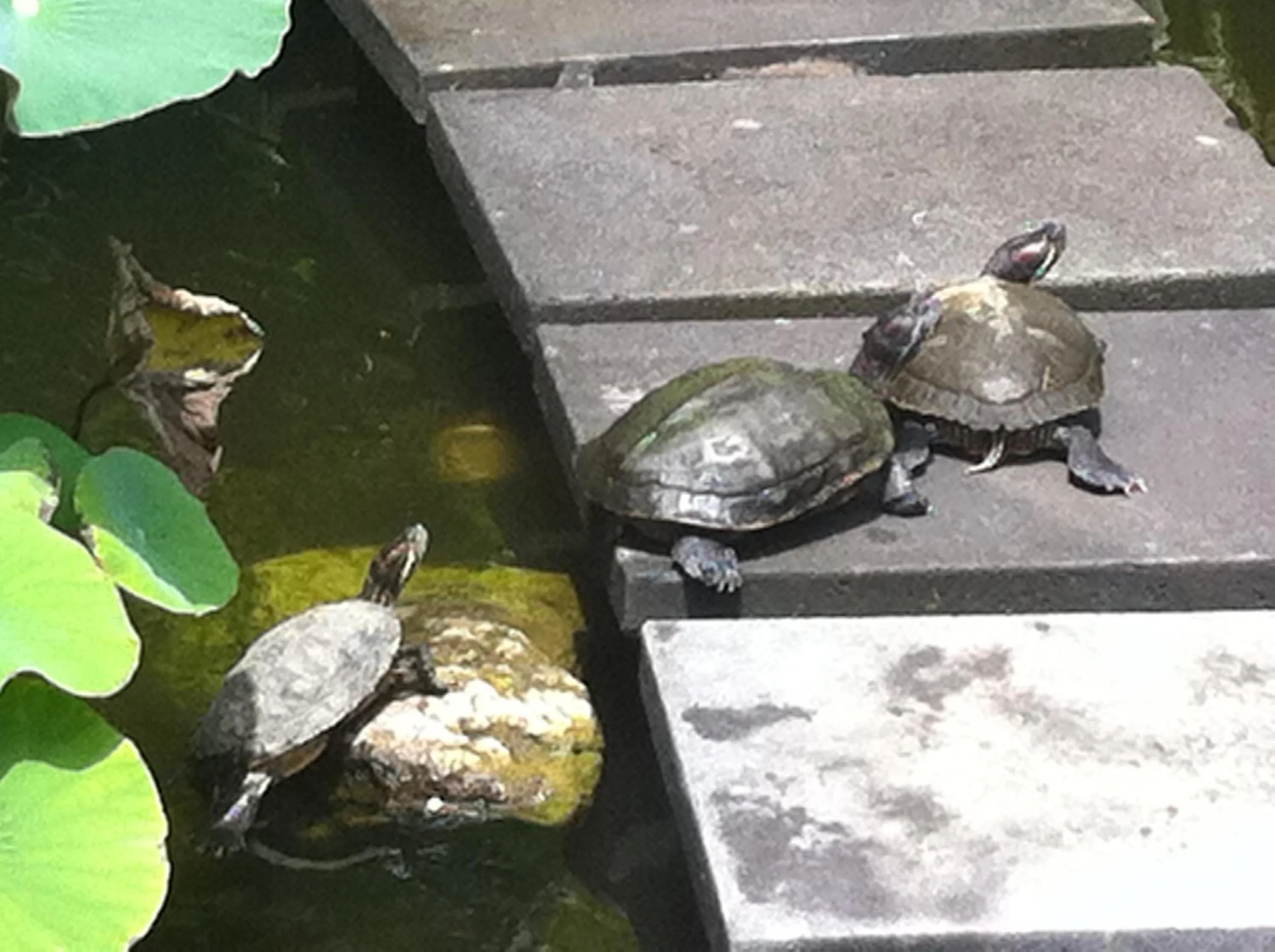 Area and facilities in Elina Villas Seminyak