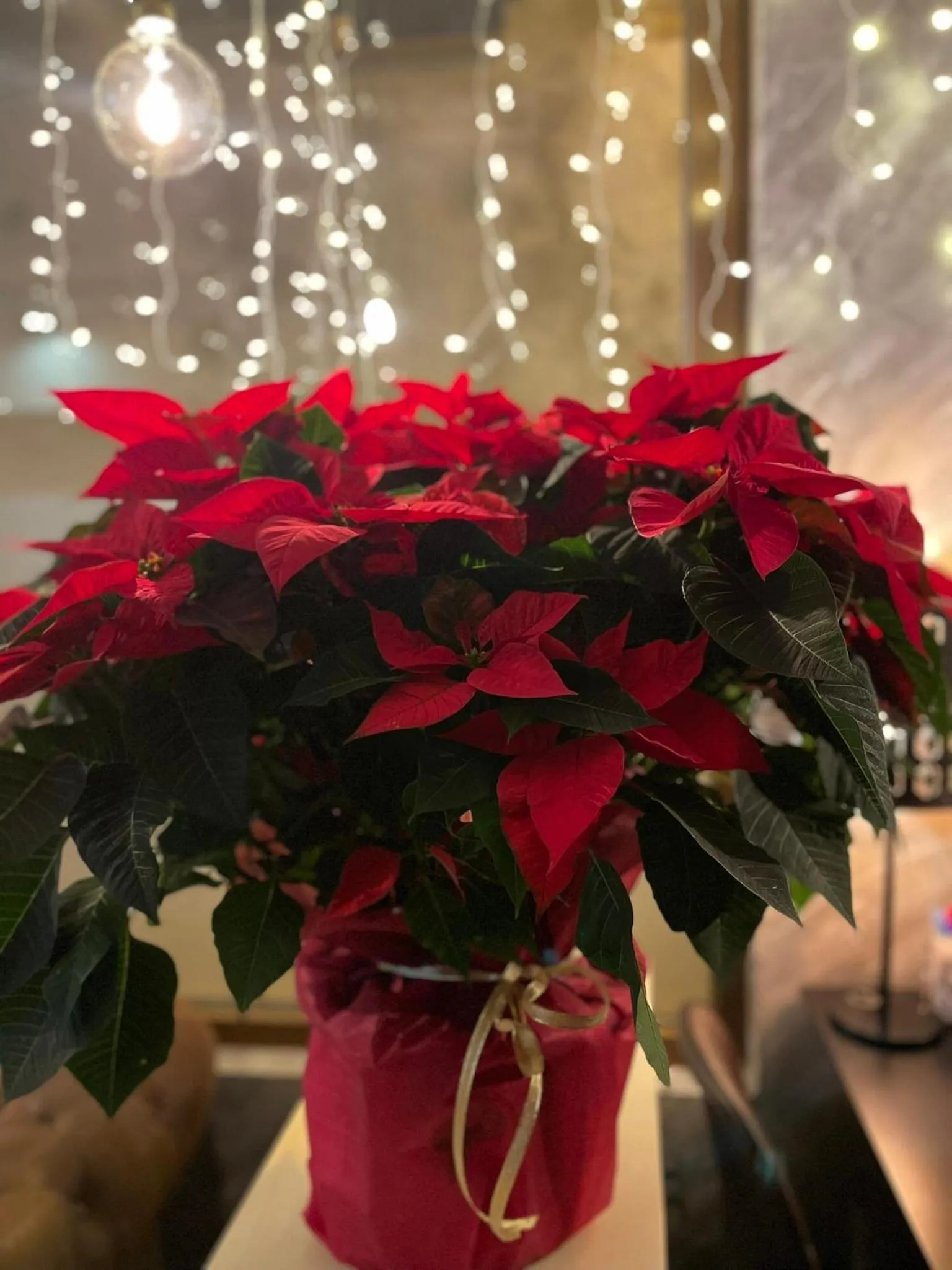 Mamma Mia Hotel Boutique - Only Adults