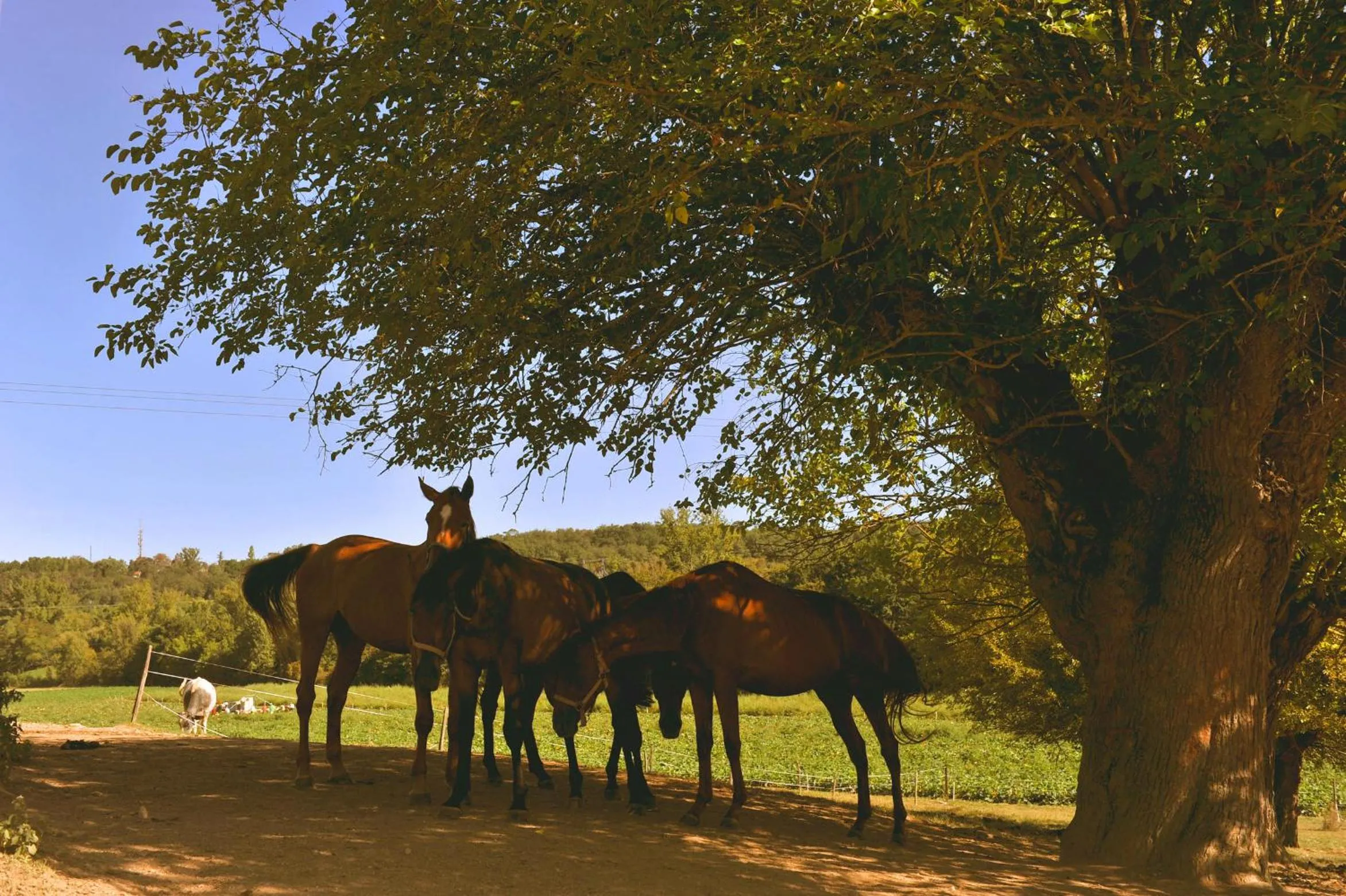 Animals in Domaine de Belcayre