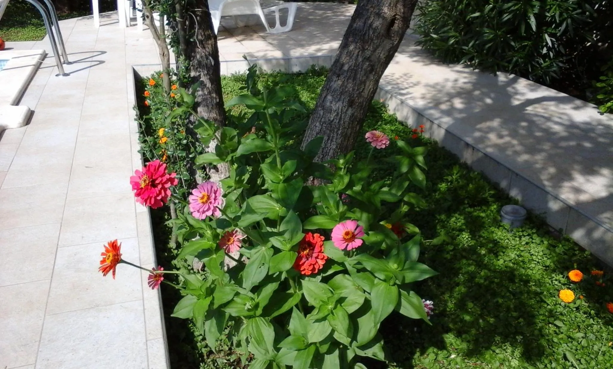 Garden in Villa Donadini