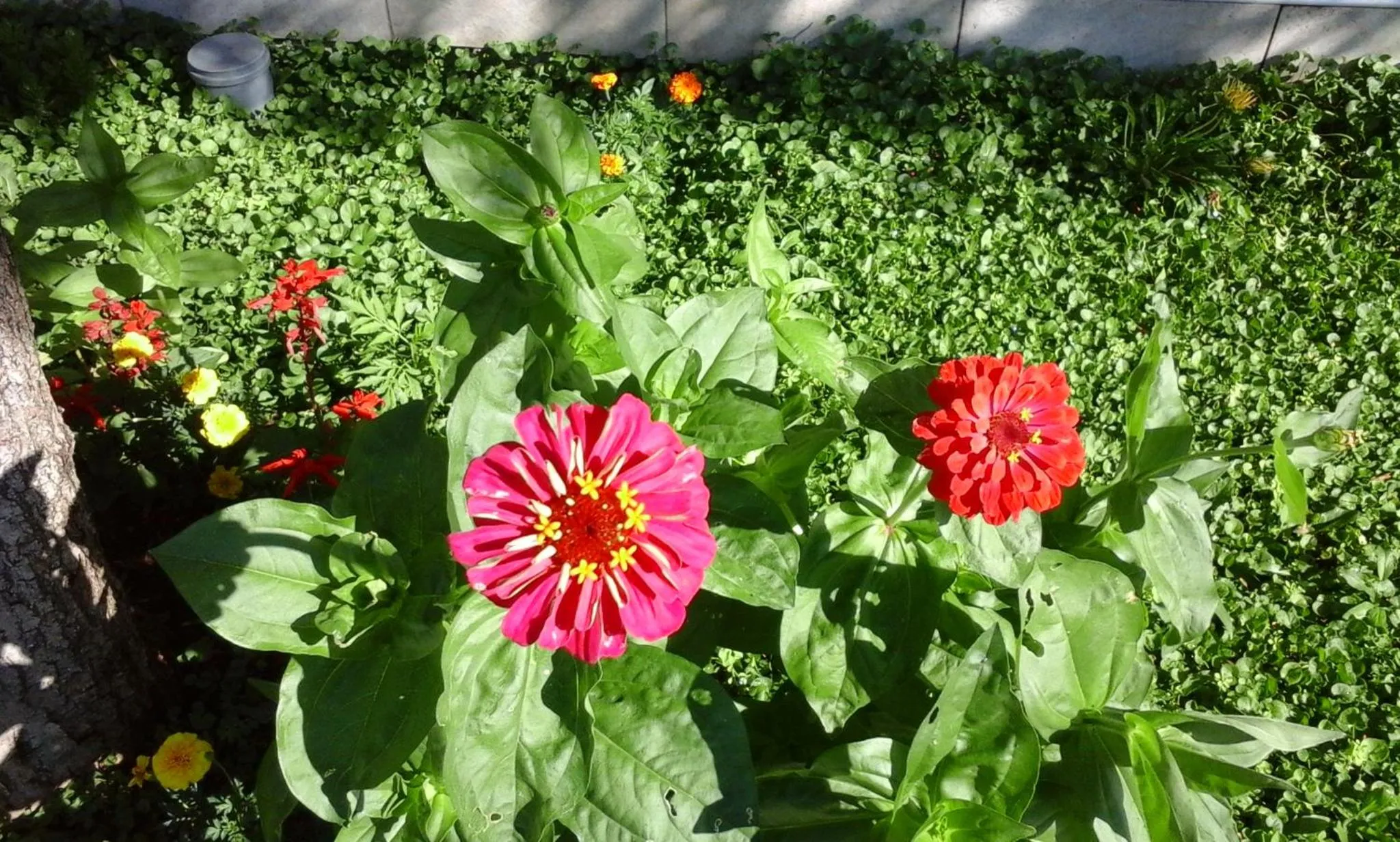Garden in Villa Donadini