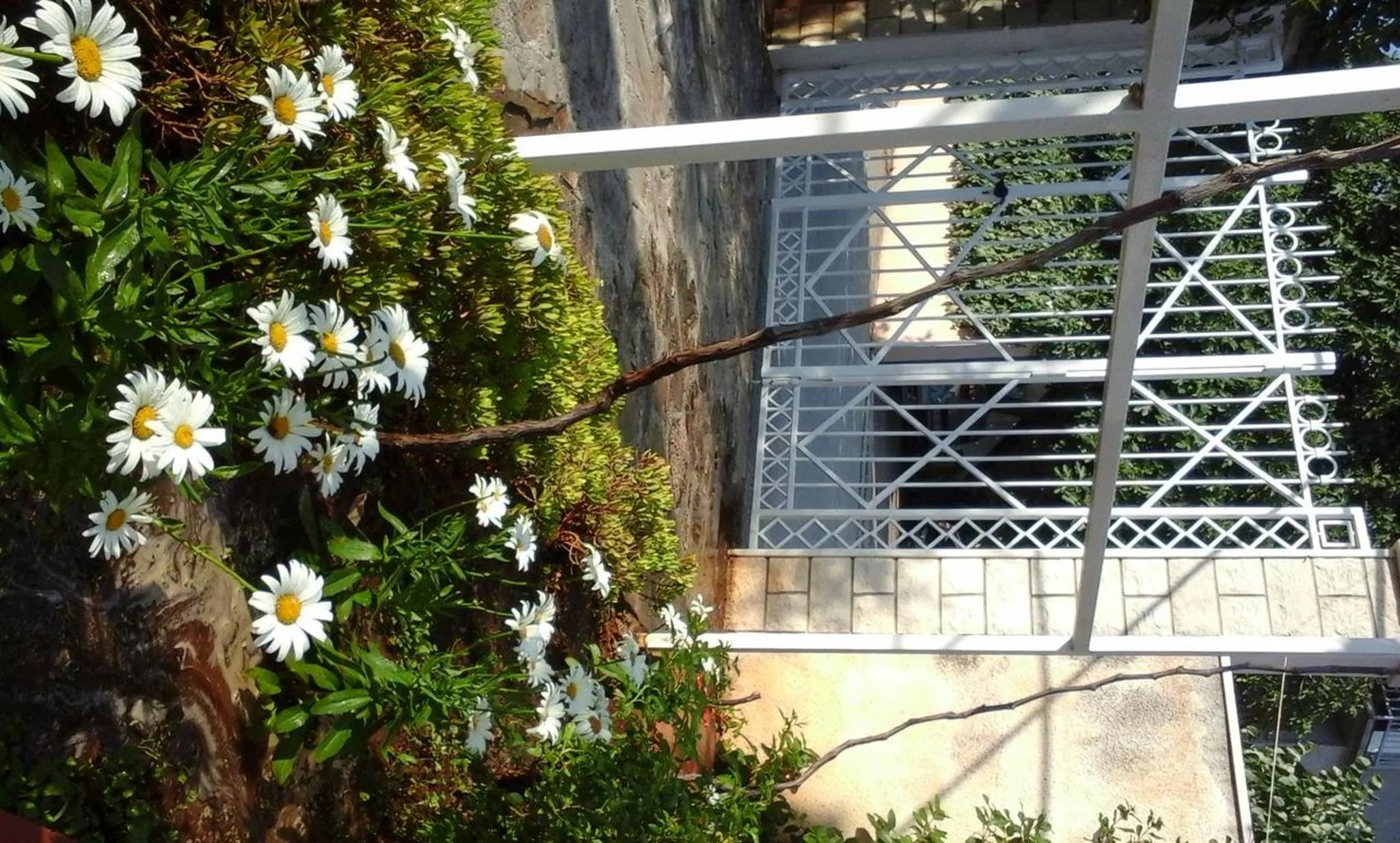 Garden in Villa Donadini