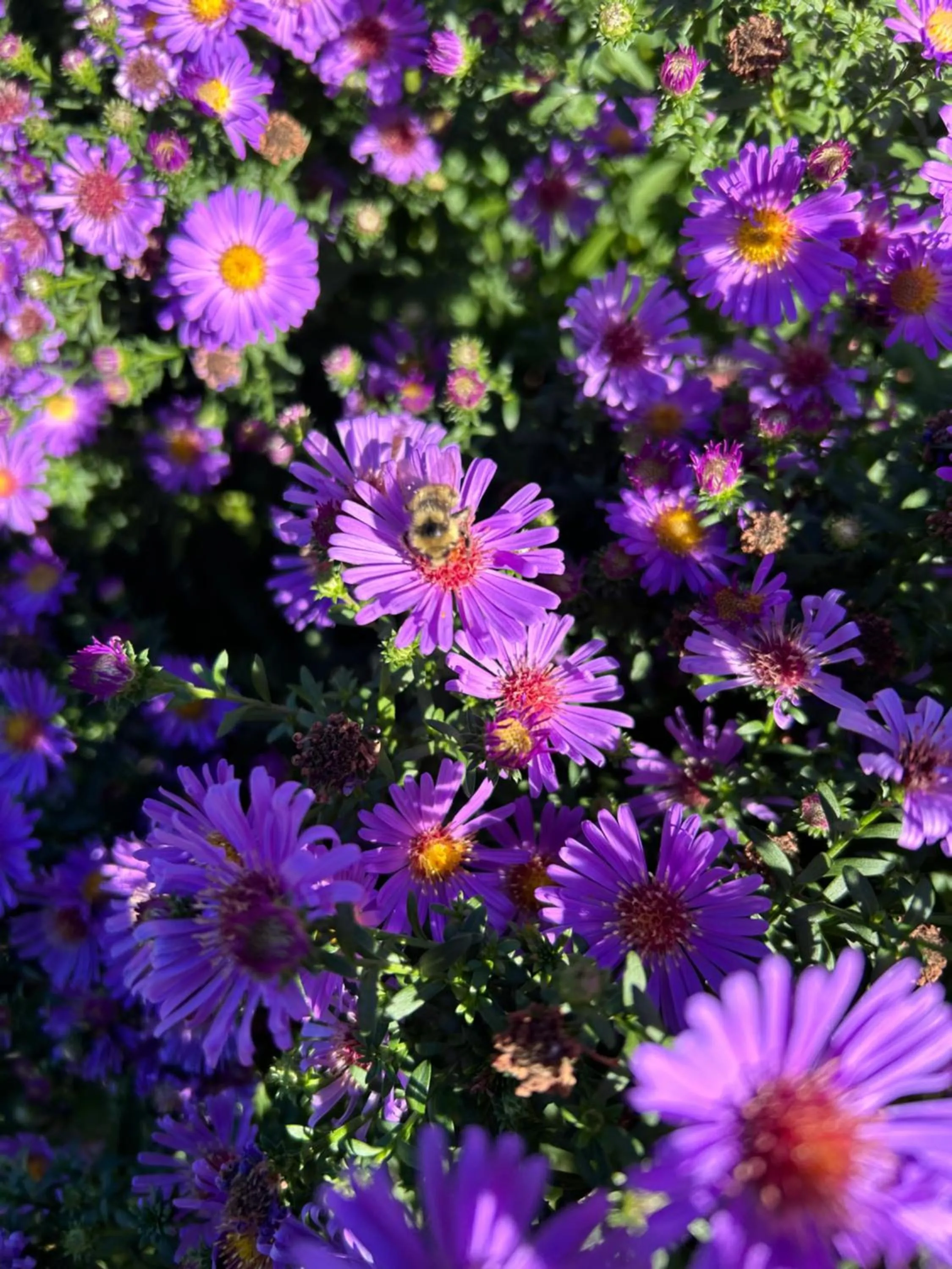 Garden in Arrow Lake Motel