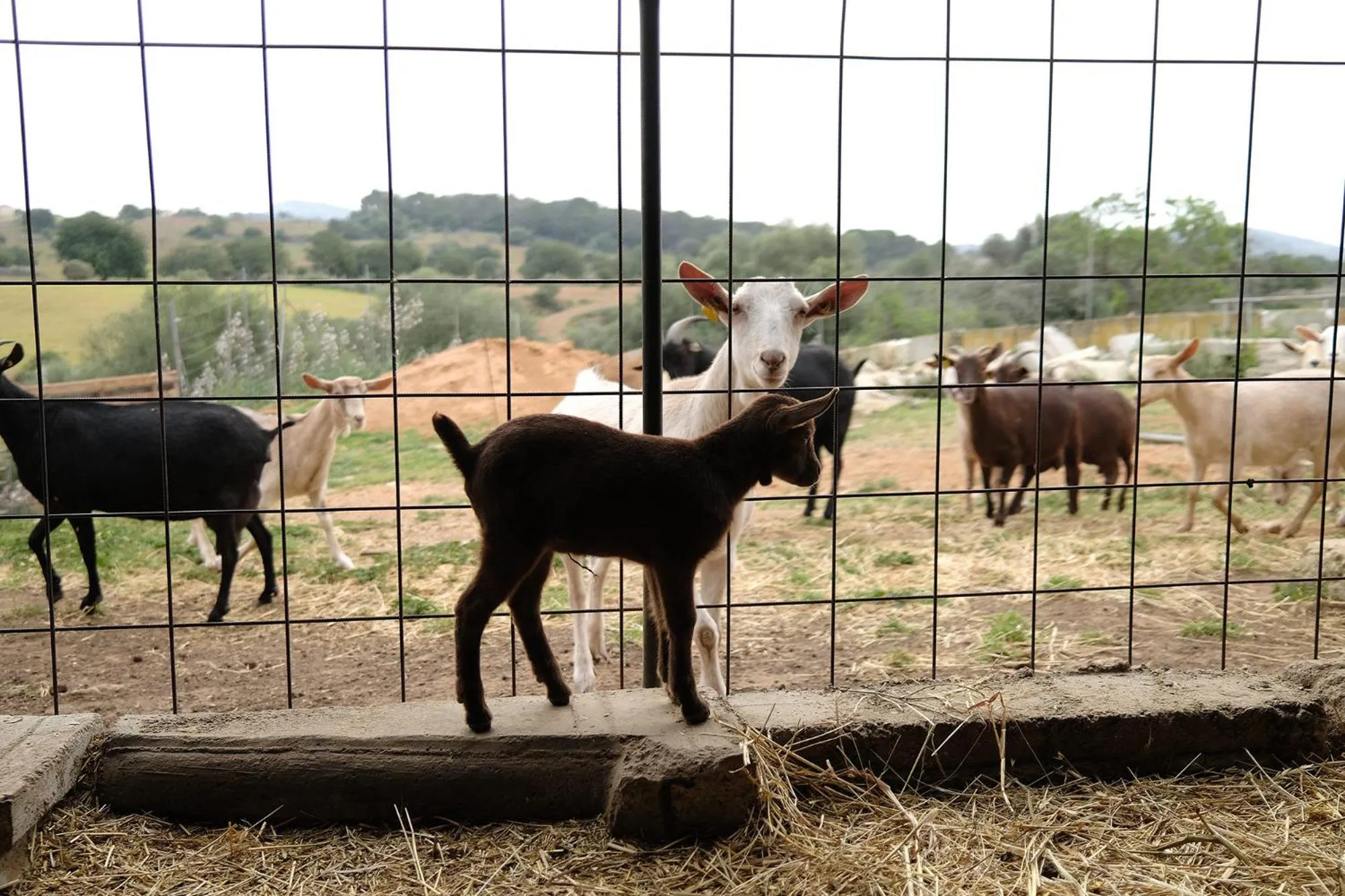 Animals in Finca Hotel Ses Cases Noves