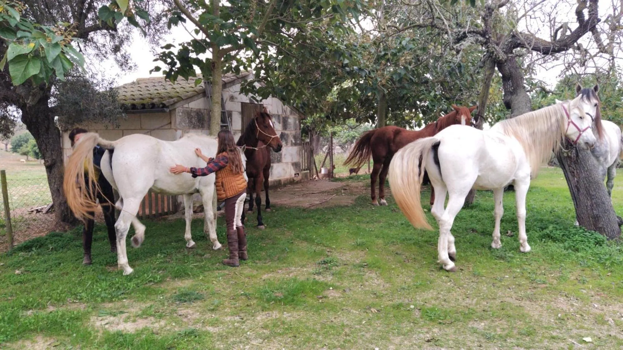 Animals in Finca Hotel Ses Cases Noves