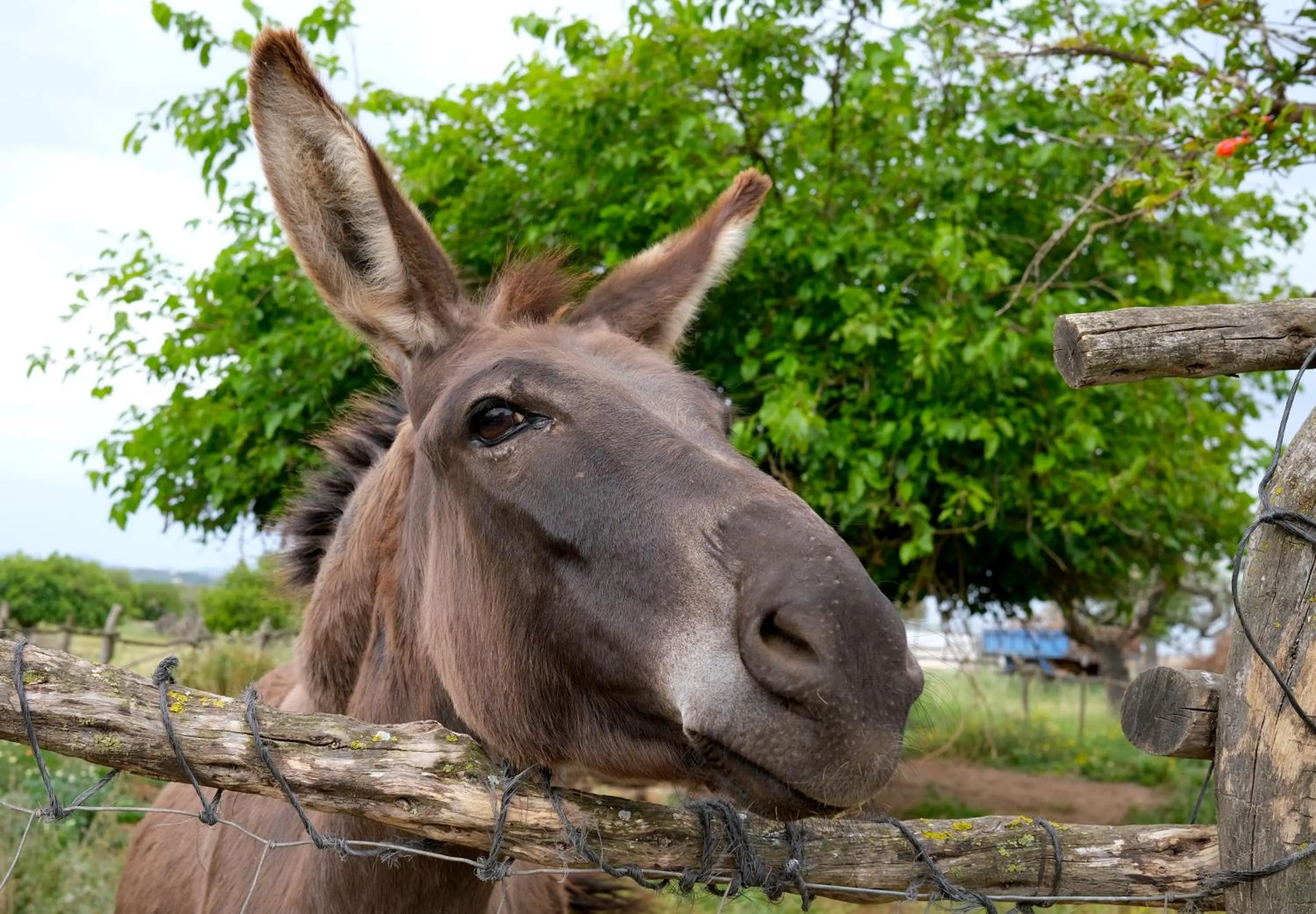 Day in Finca Hotel Ses Cases Noves