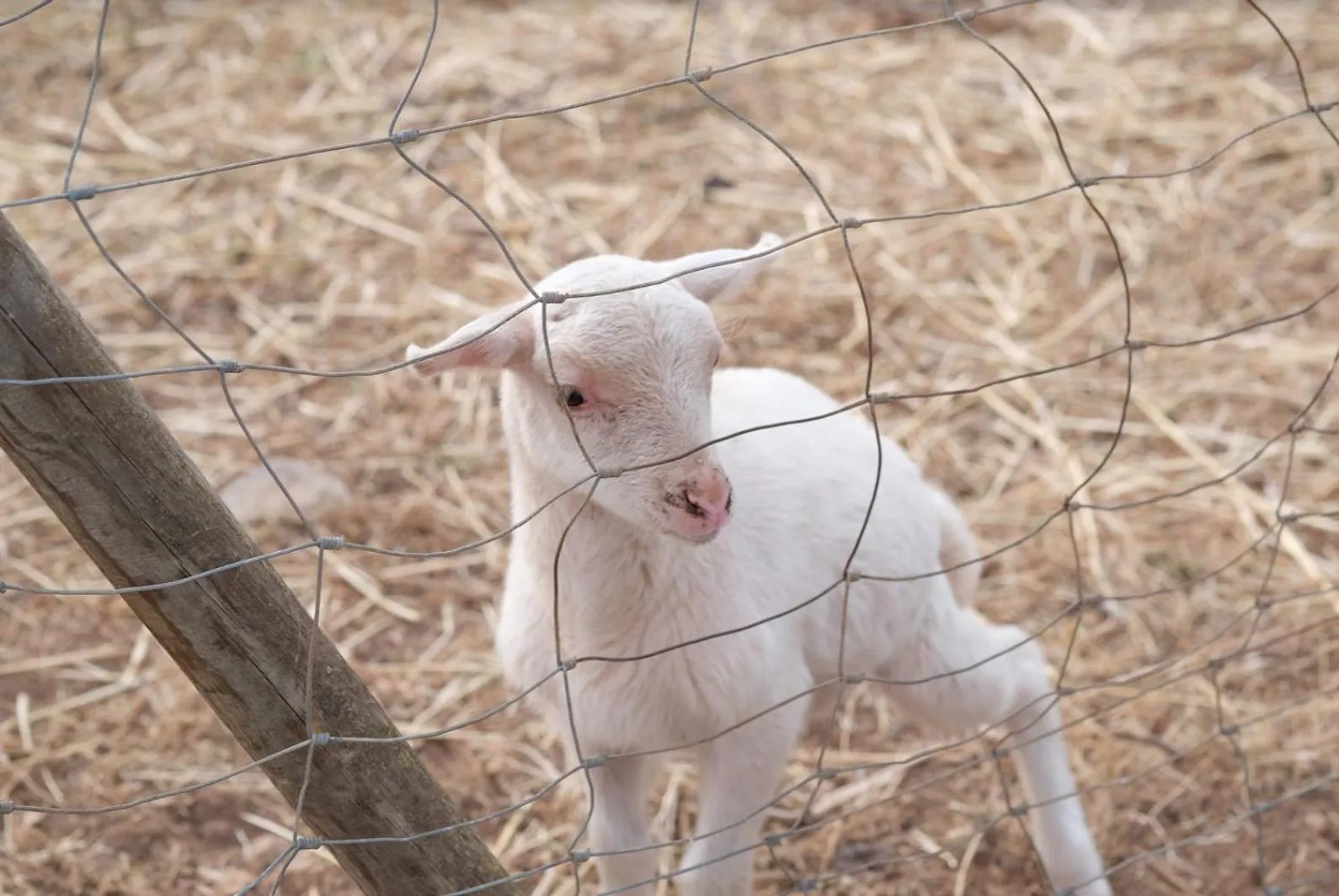 Finca Hotel Ses Cases Noves