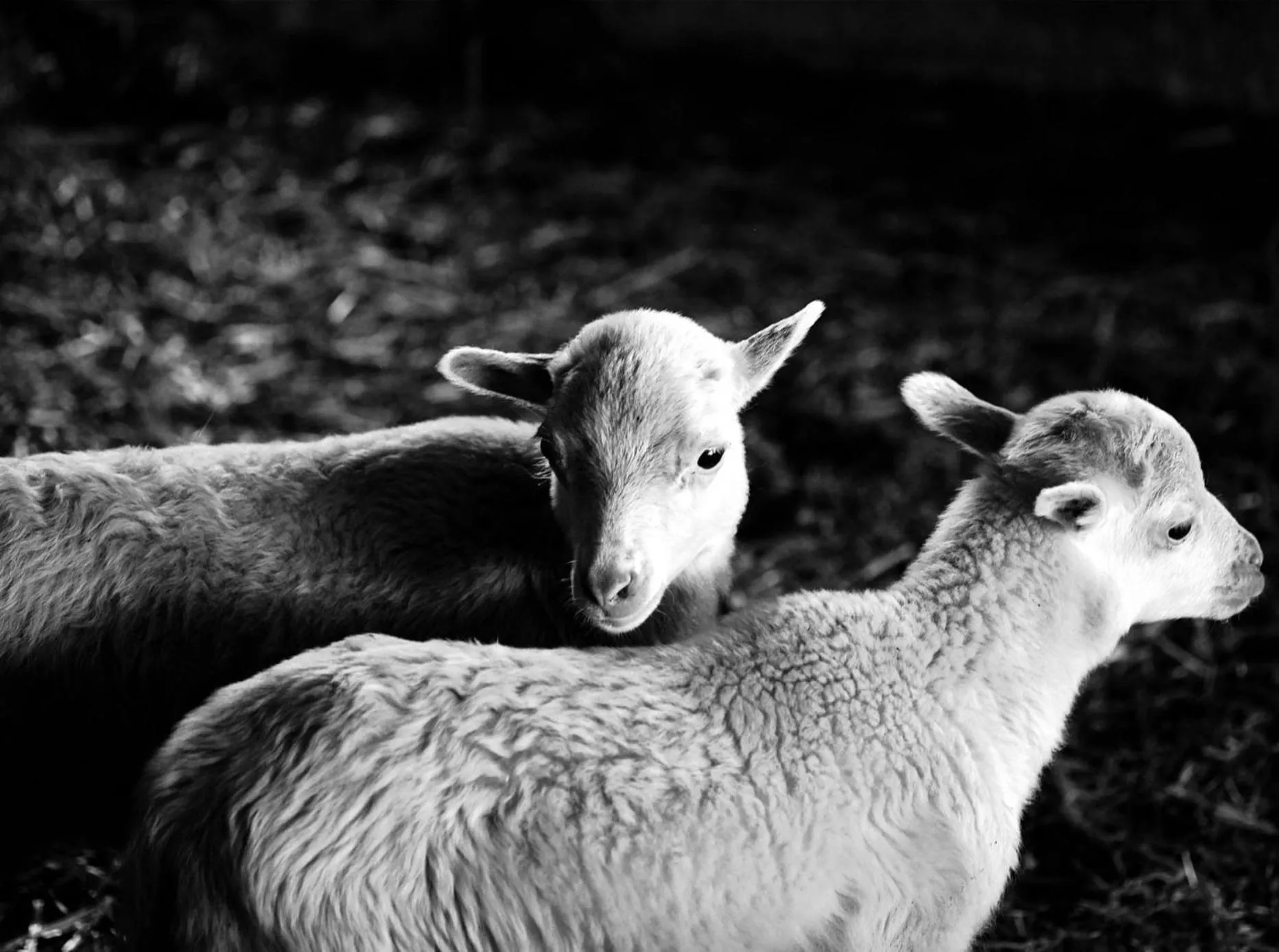 Finca Hotel Ses Cases Noves