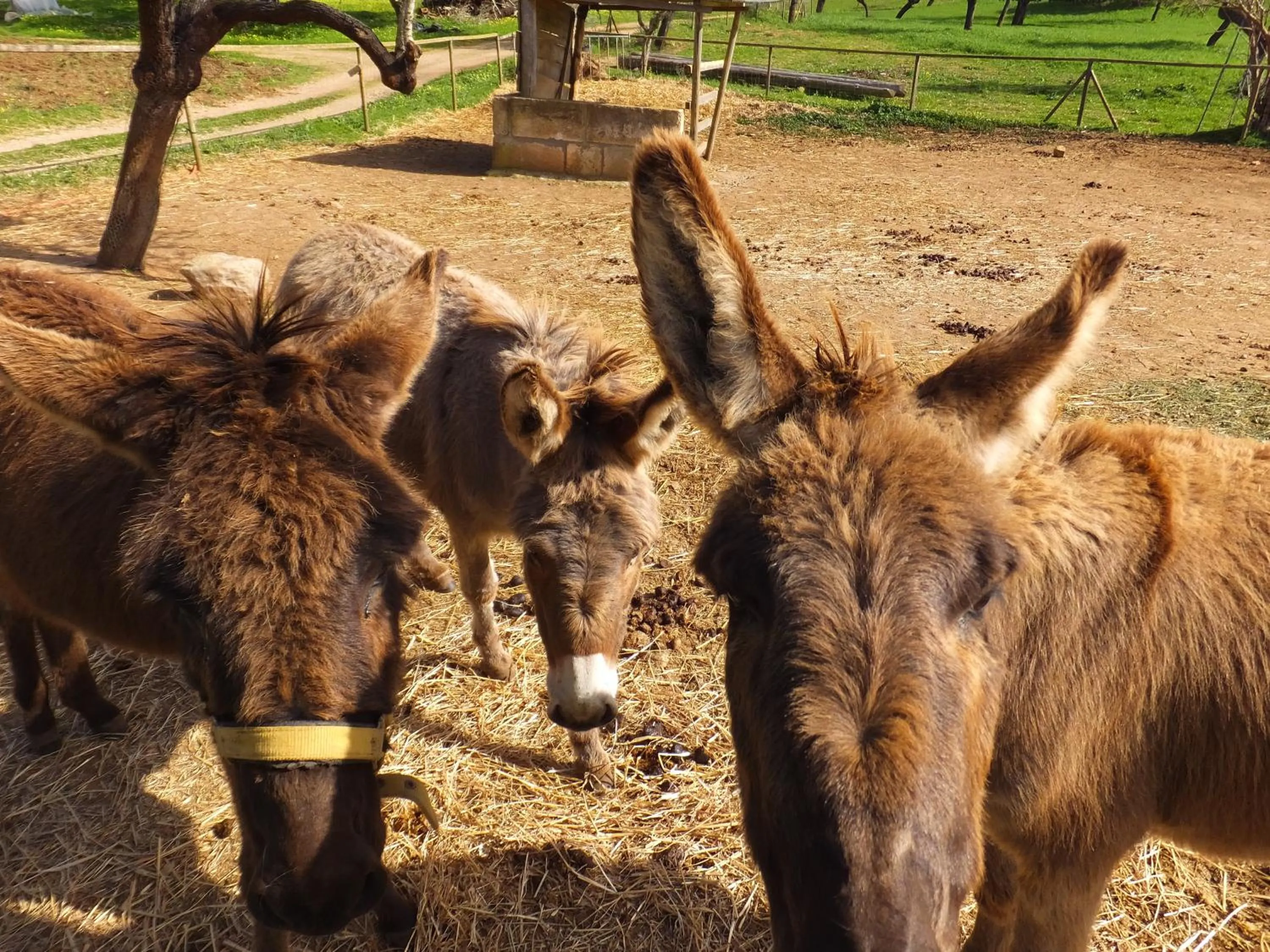 Animals in Finca Hotel Ses Cases Noves