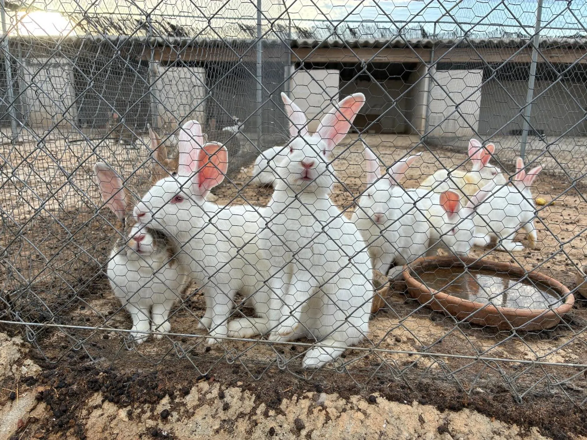 Animals in Finca Hotel Ses Cases Noves