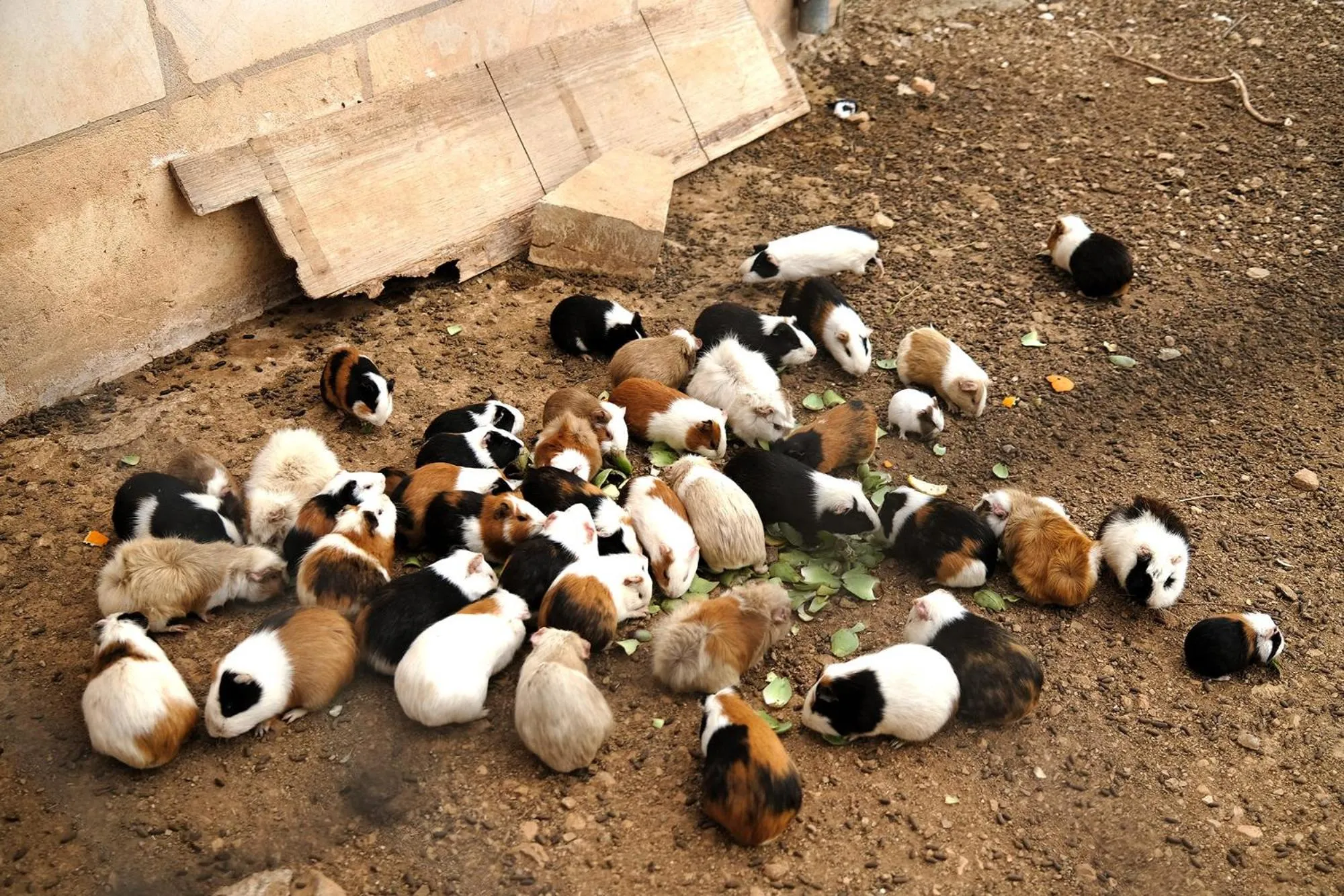 Animals in Finca Hotel Ses Cases Noves