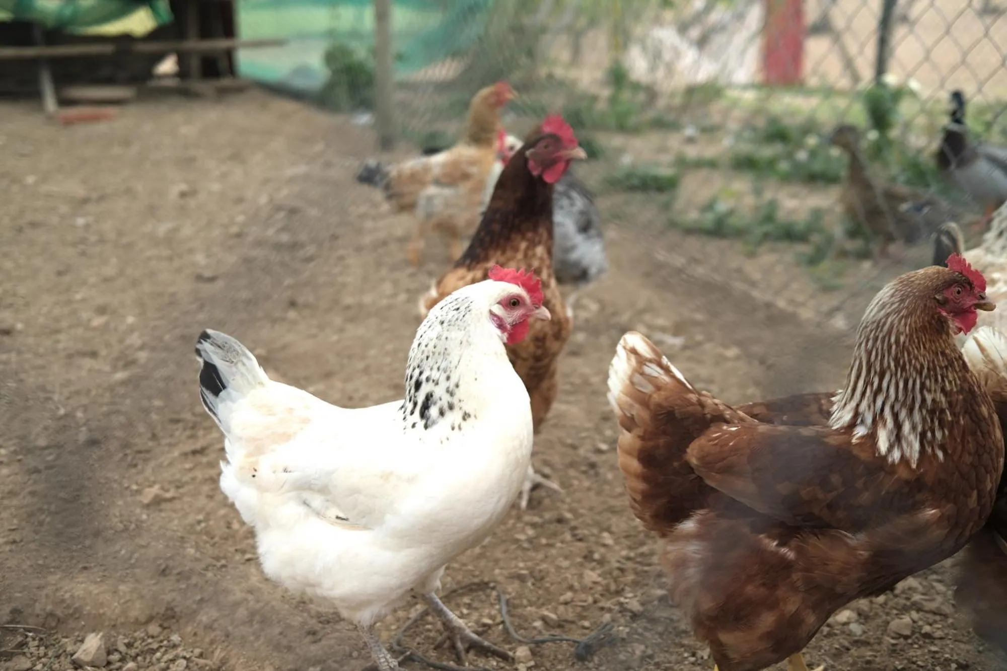 Finca Hotel Ses Cases Noves