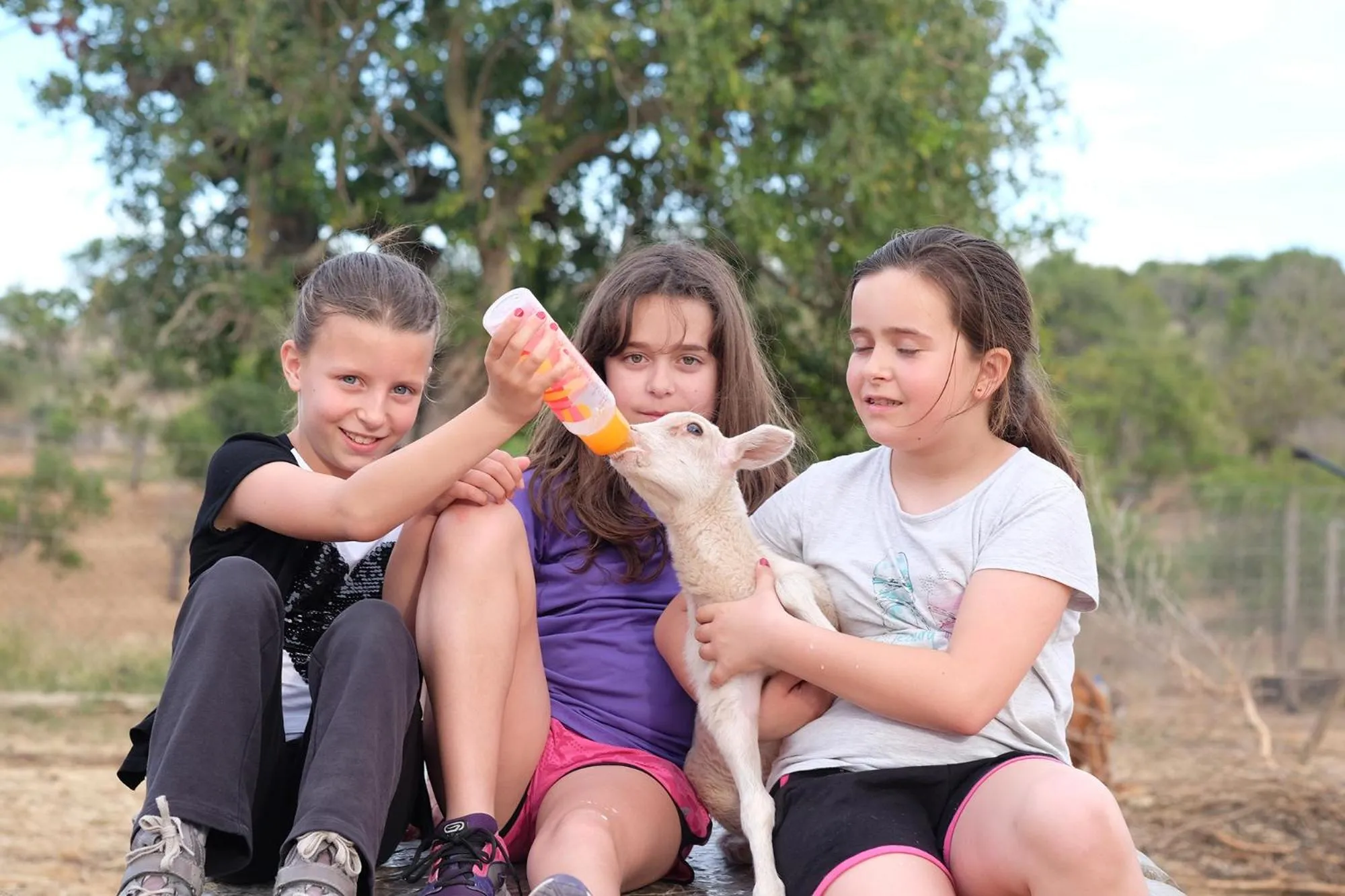 Animals in Finca Hotel Ses Cases Noves