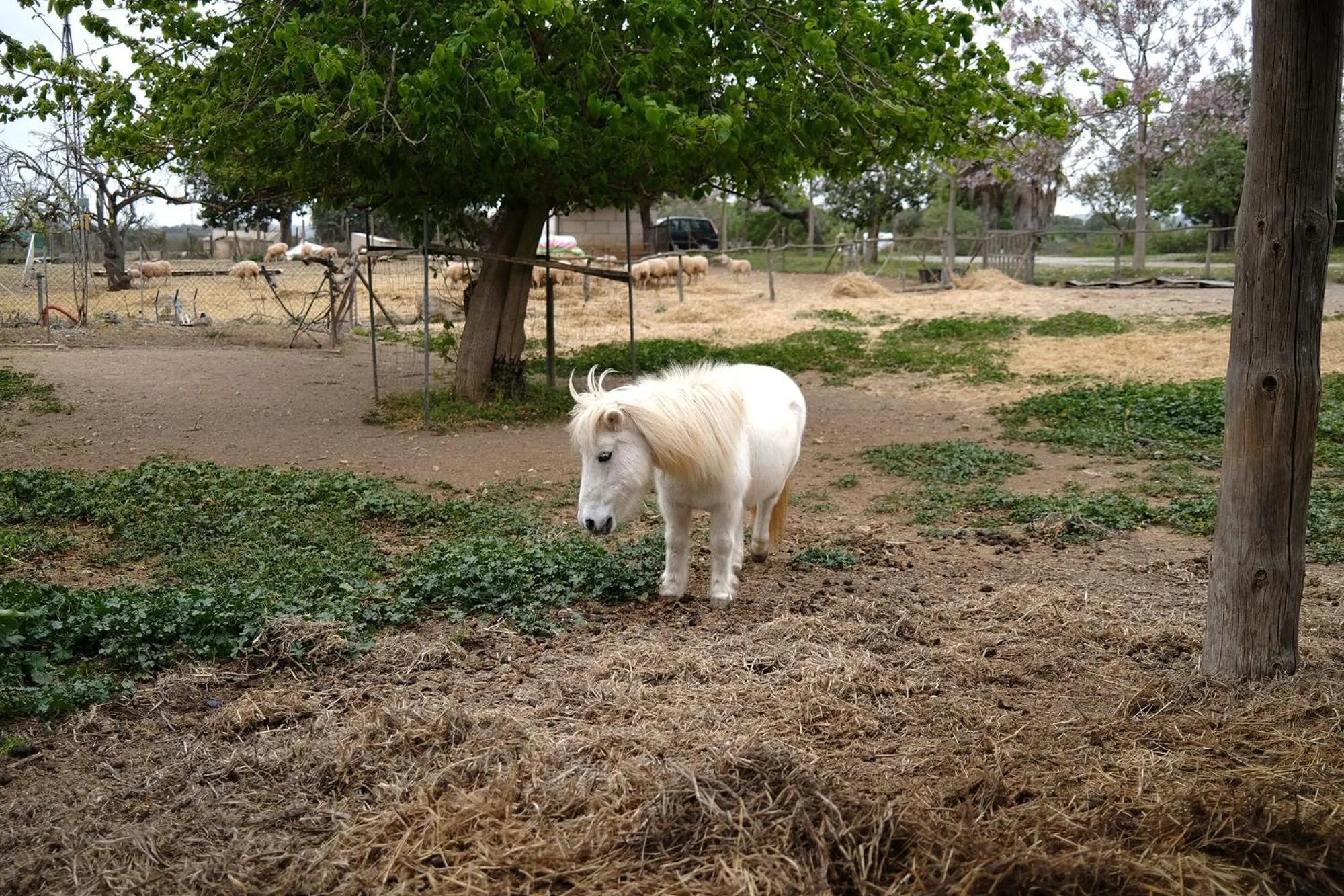 Animals in Finca Hotel Ses Cases Noves