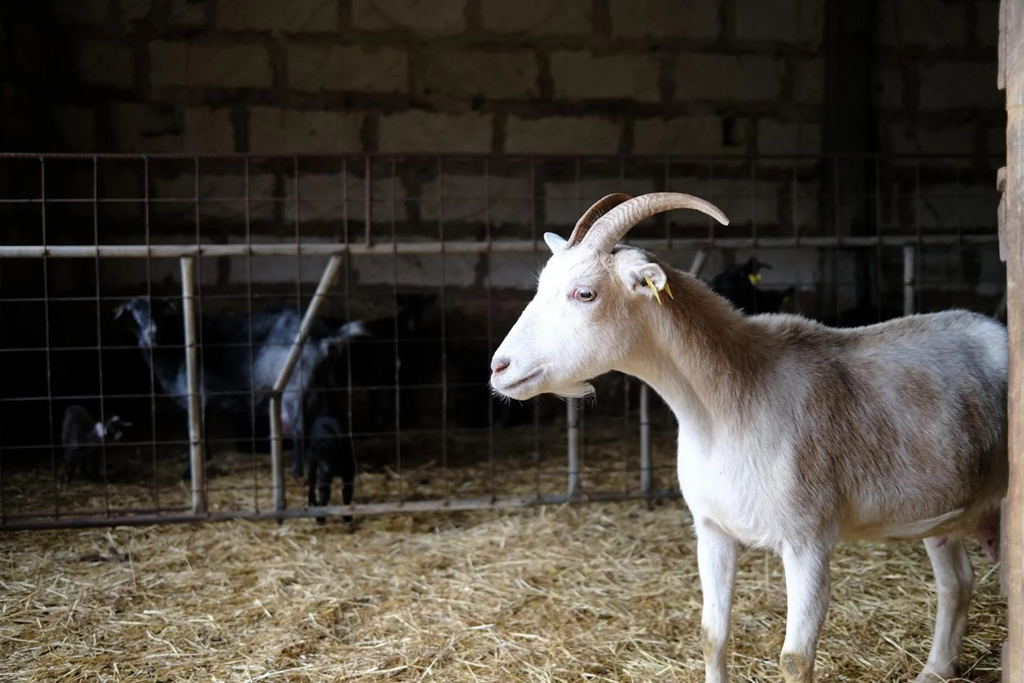 Animals in Finca Hotel Ses Cases Noves