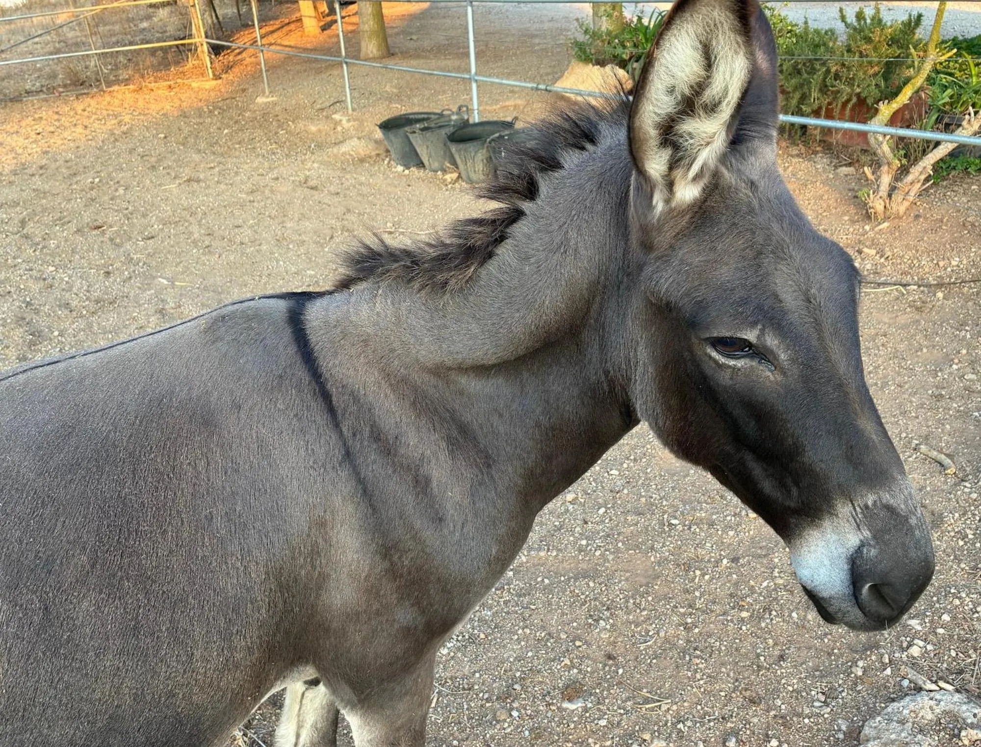 Animals in Finca Hotel Ses Cases Noves