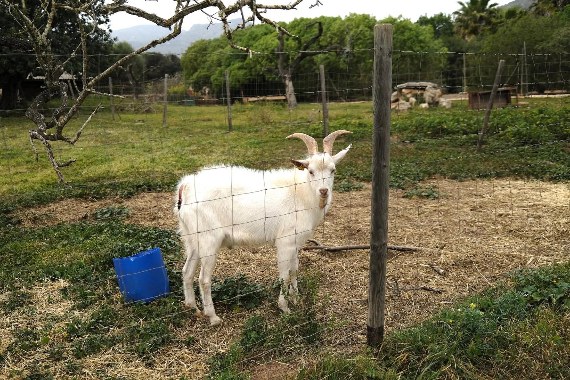 Animals in Finca Hotel Ses Cases Noves