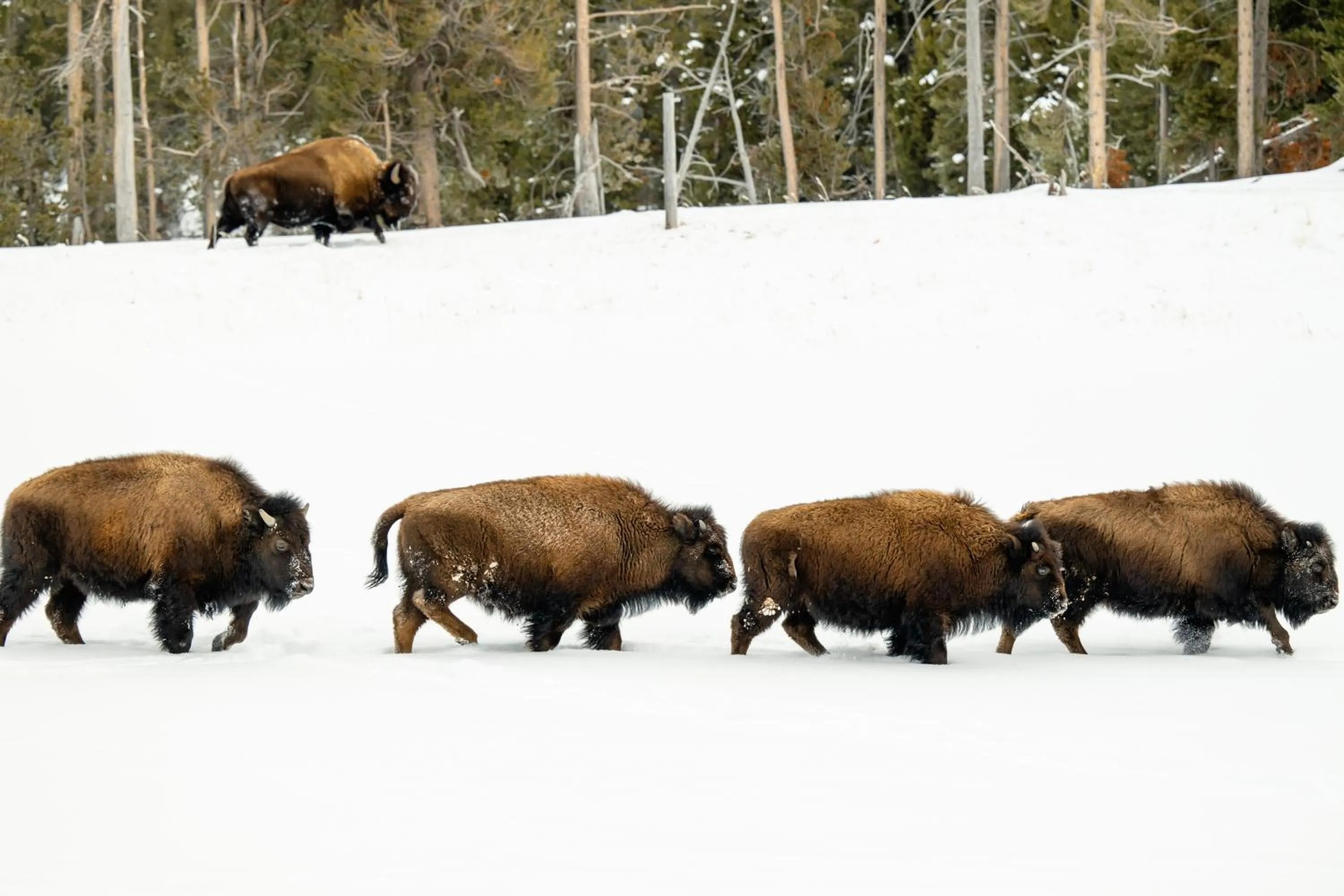 Explorer Cabins at Yellowstone