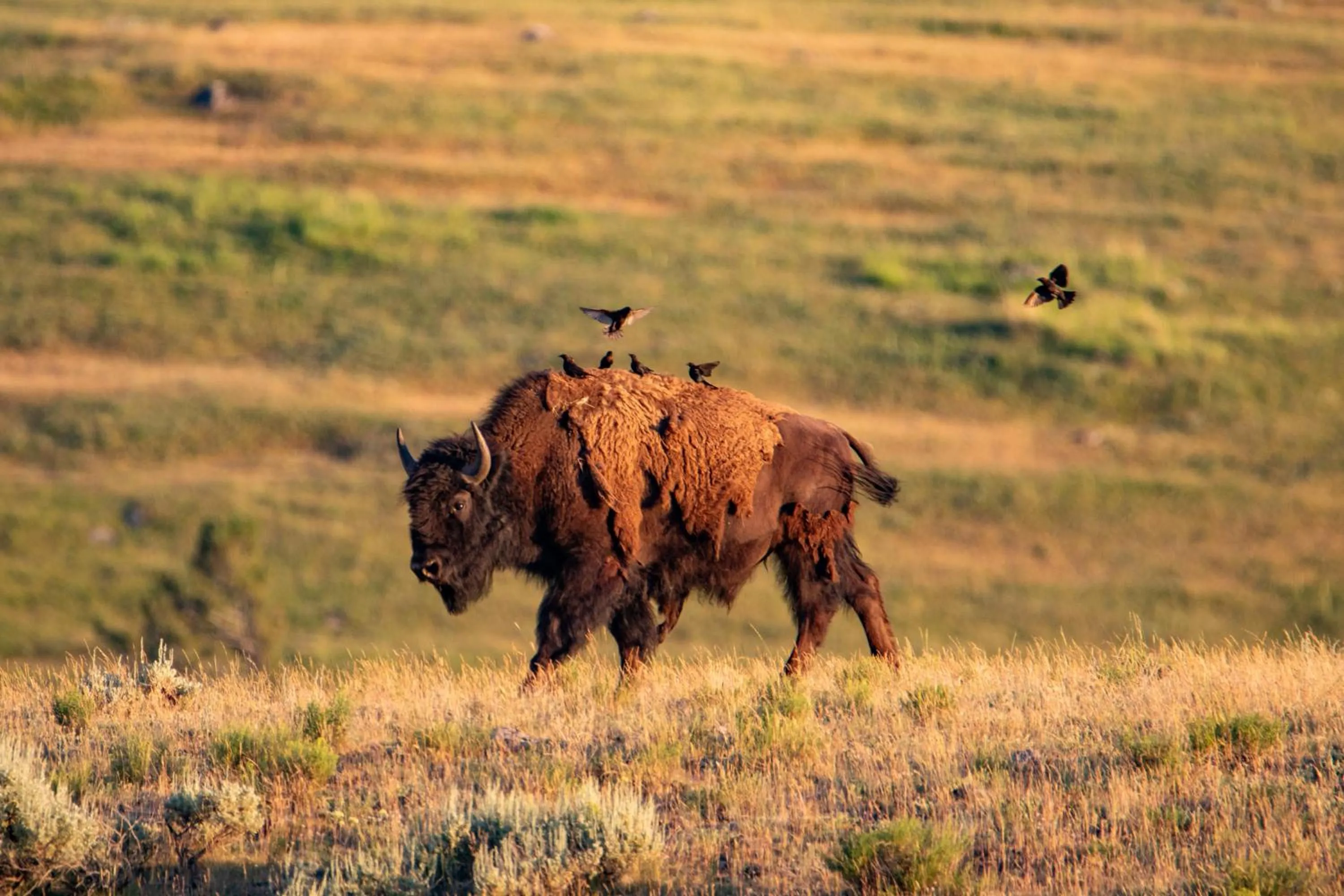 Animals in Explorer Cabins at Yellowstone