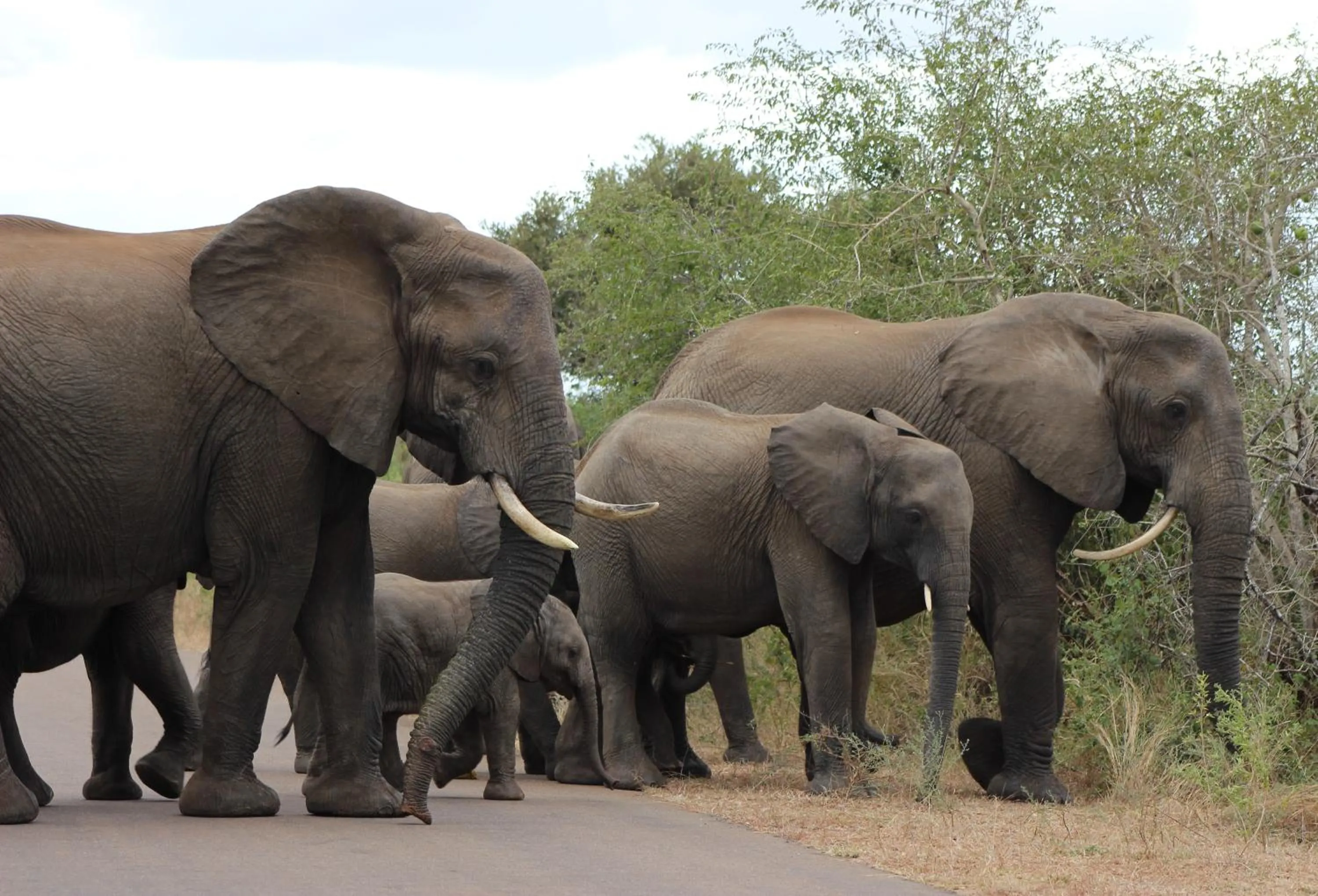 Animals in Ecolux Boutique Hotel