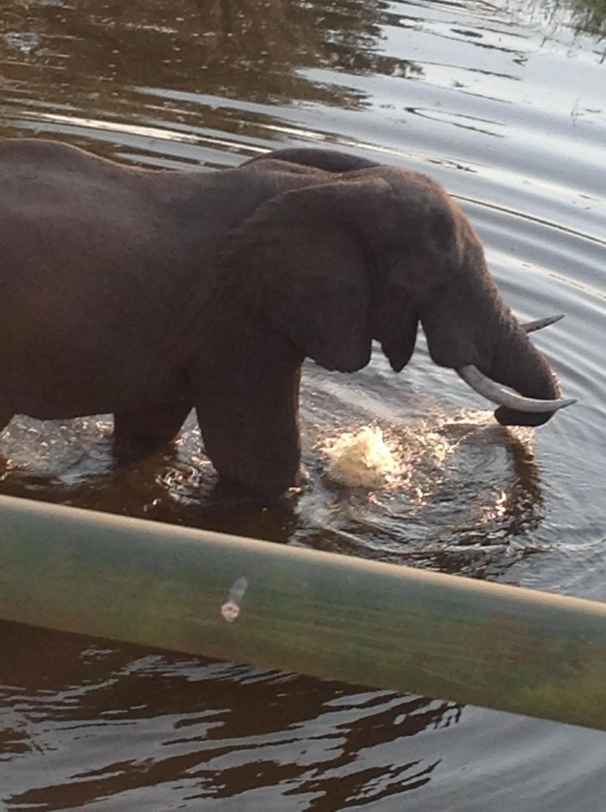 Animals in Ecolux Boutique Hotel