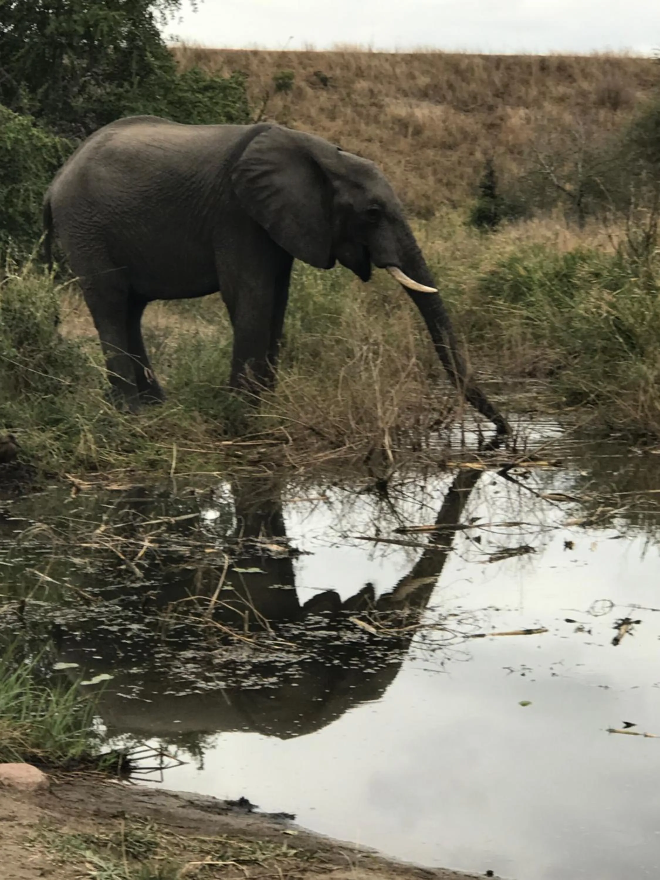 Animals in Ecolux Boutique Hotel