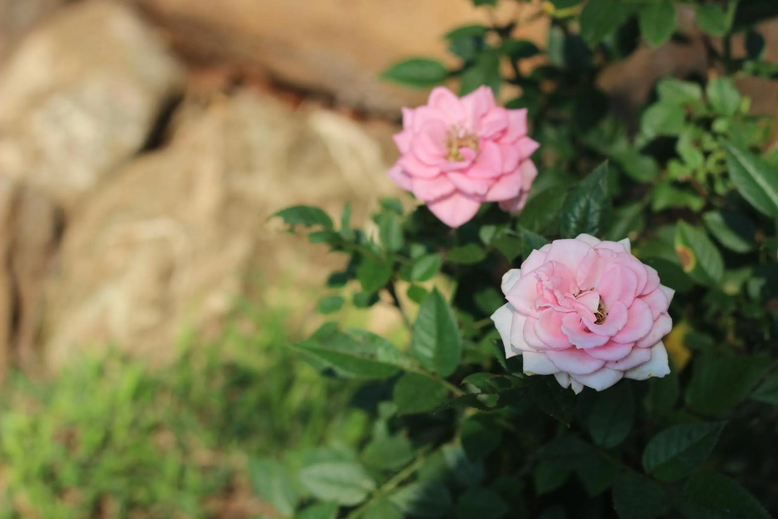 Garden view in Ecolux Boutique Hotel