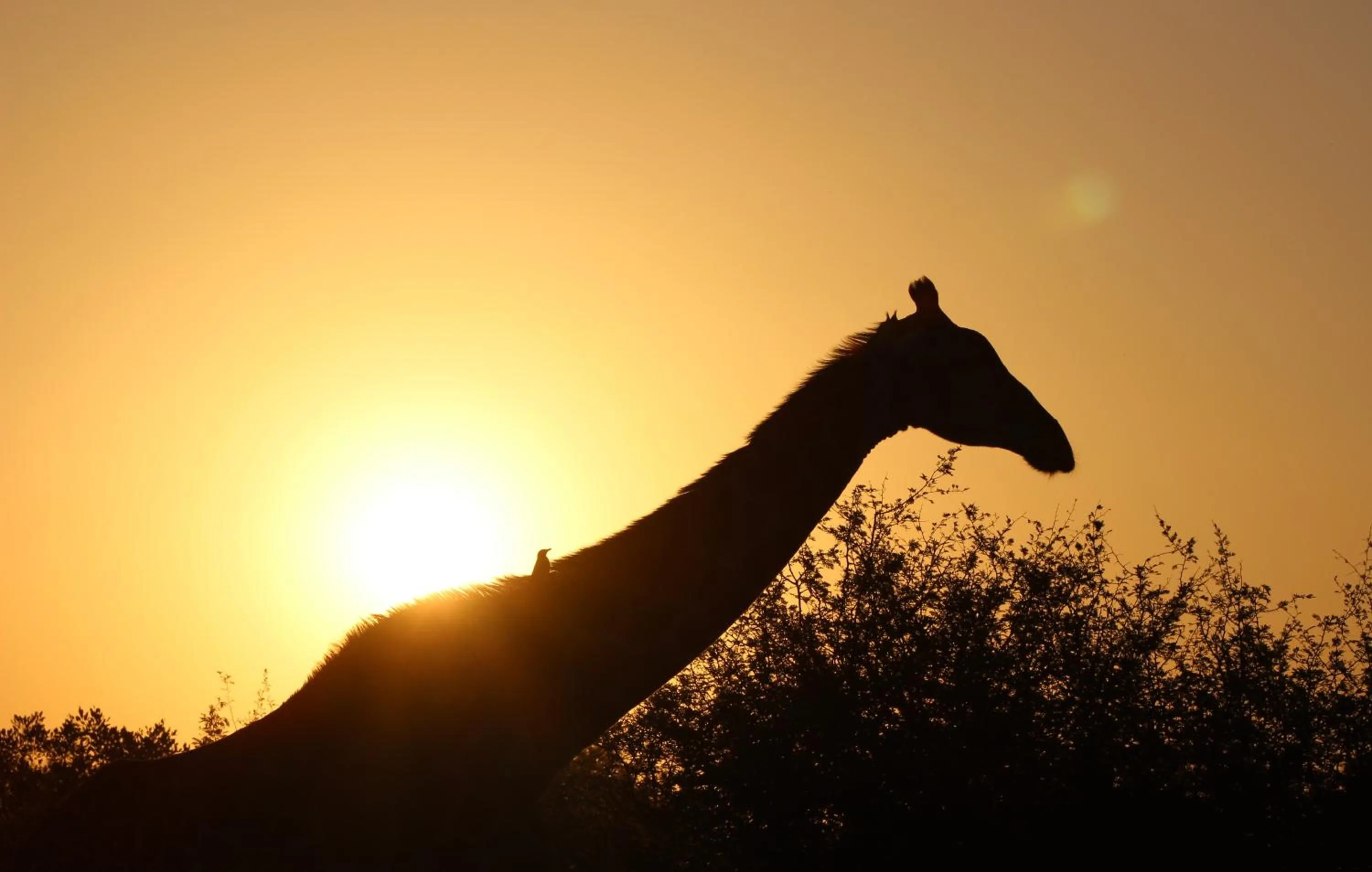 Animals in Ecolux Boutique Hotel