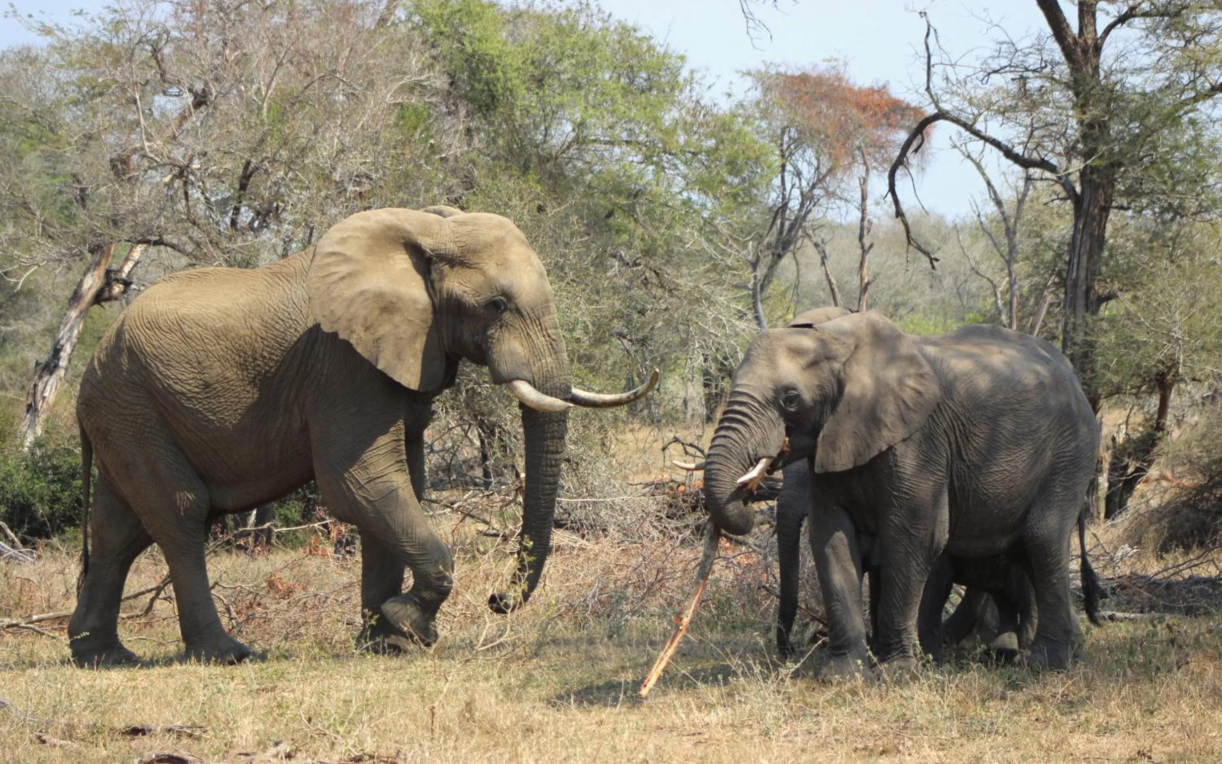 Animals in Ecolux Boutique Hotel