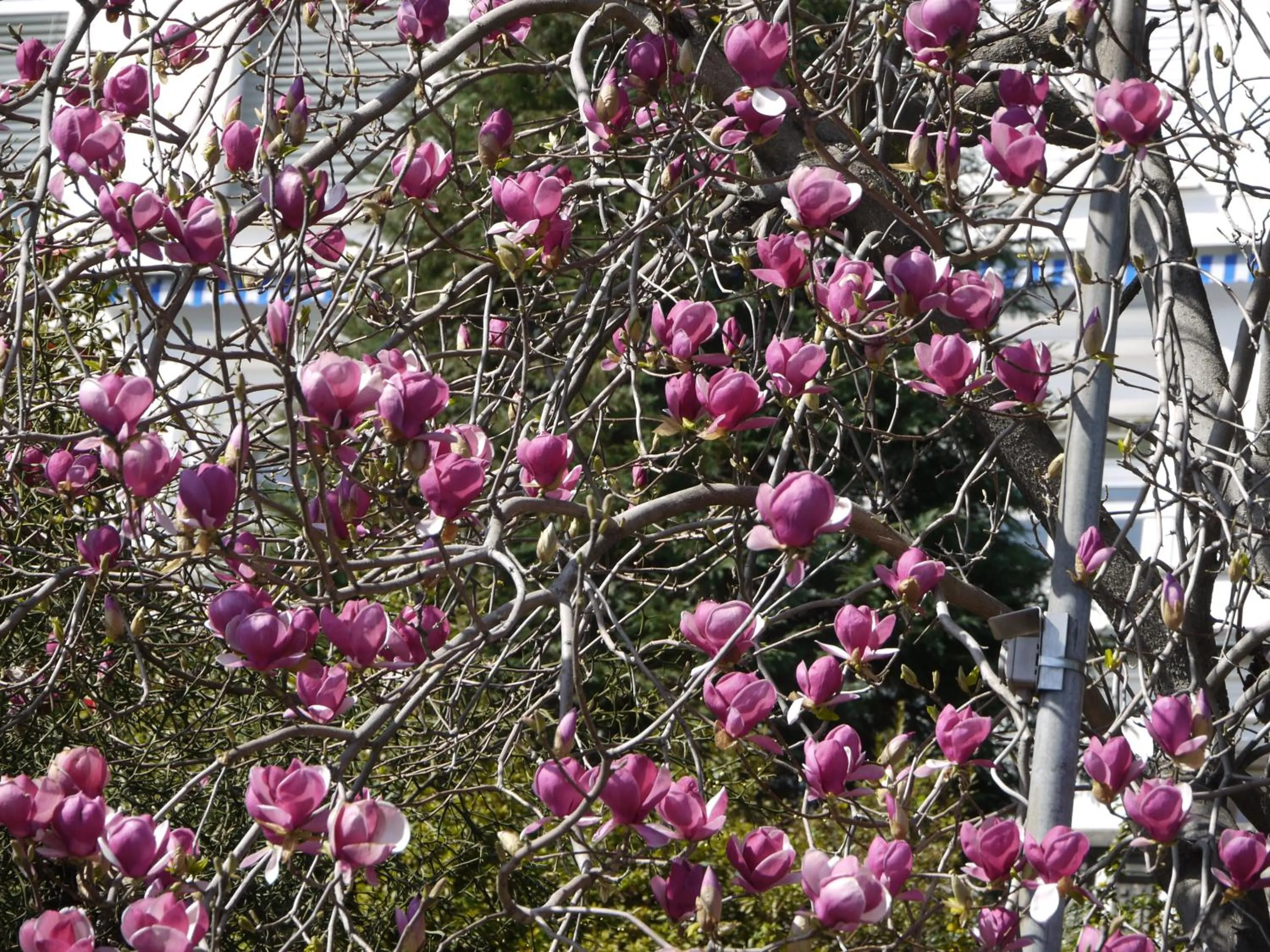 Spring in Casa Rabissale