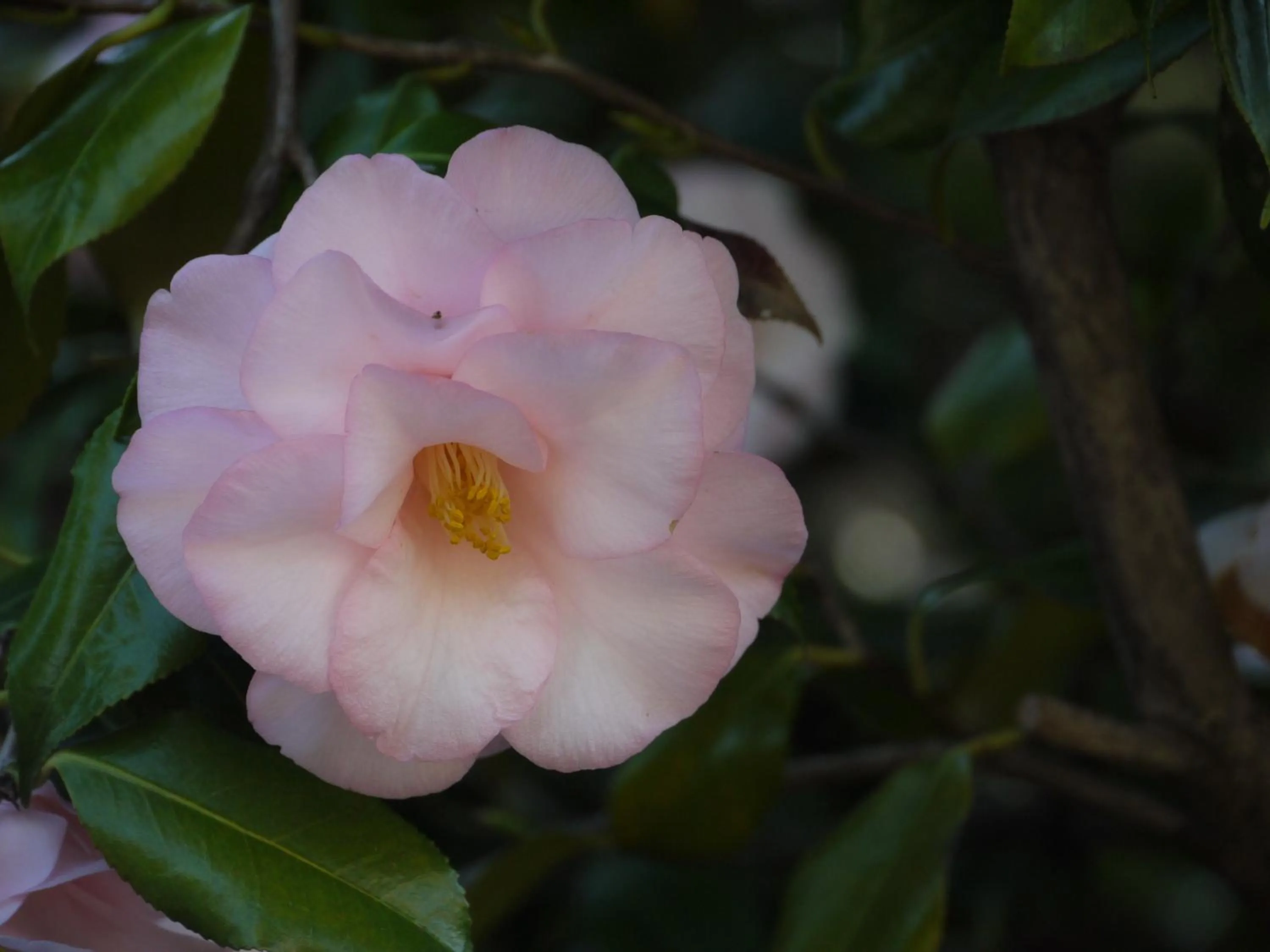 Spring in Casa Rabissale