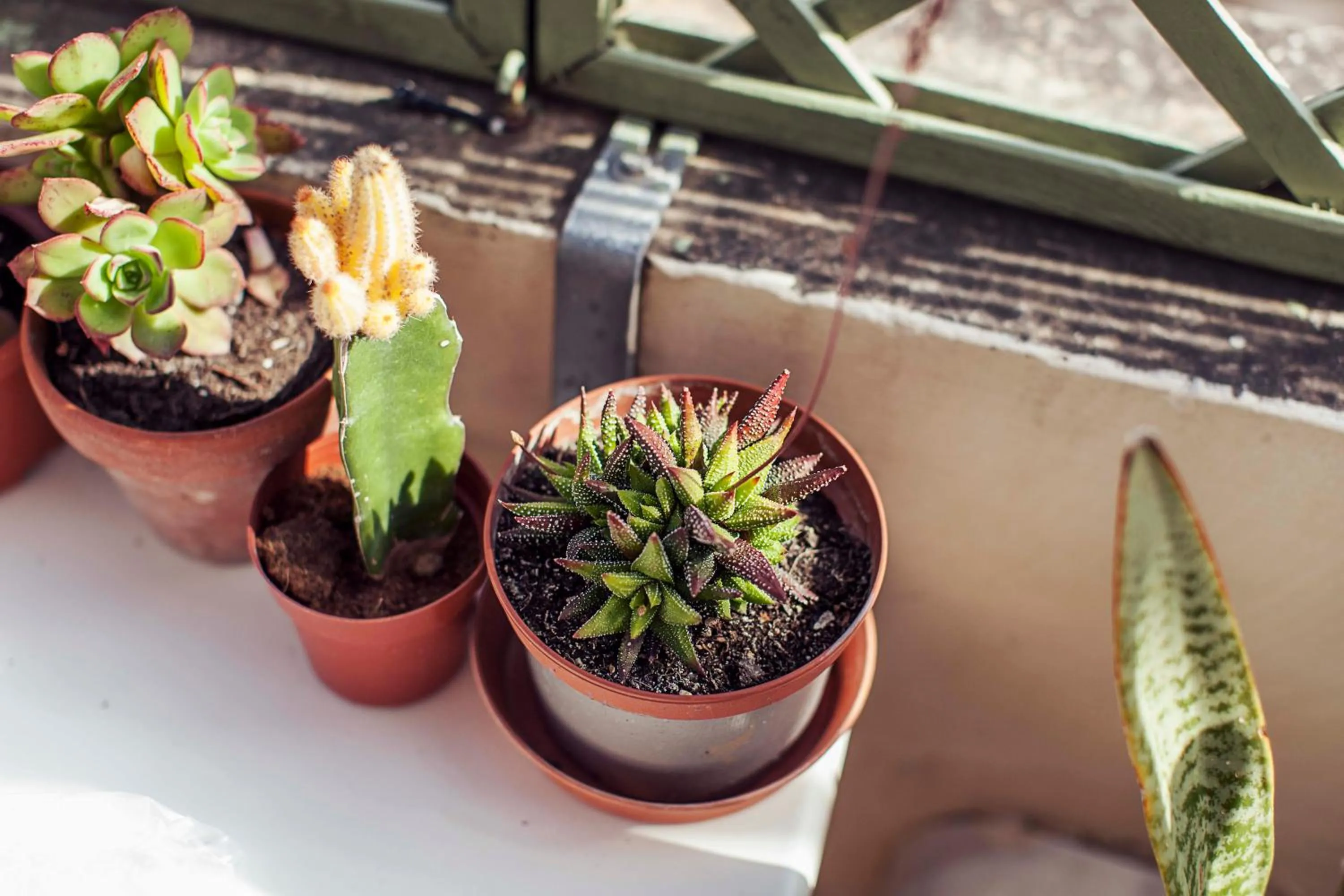 Balcony/Terrace in Granny's Inn Hostel