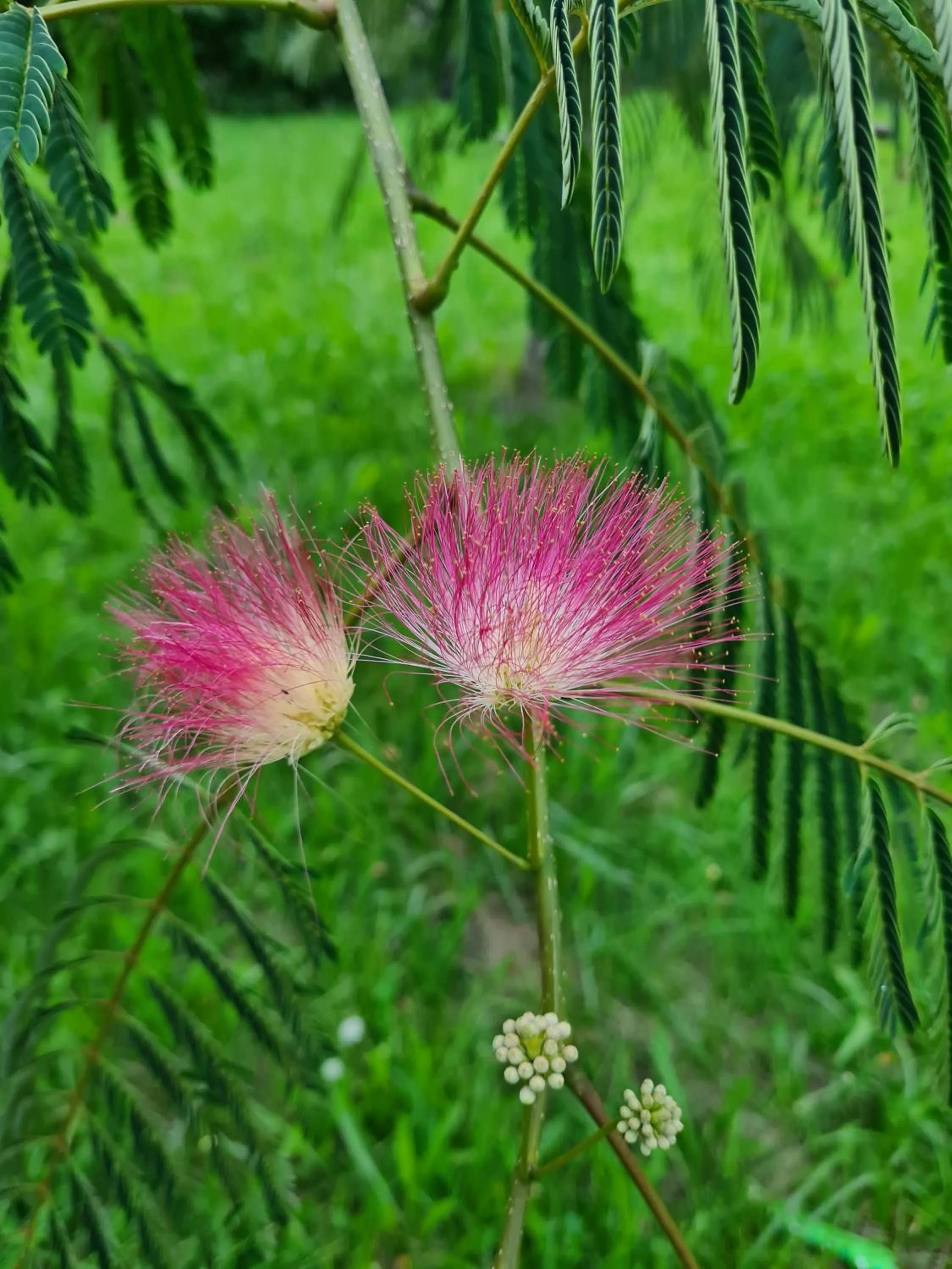 Garden in La Perle De Frayssinet-Le-Gélat - Chambre d'Hôtes - B&B