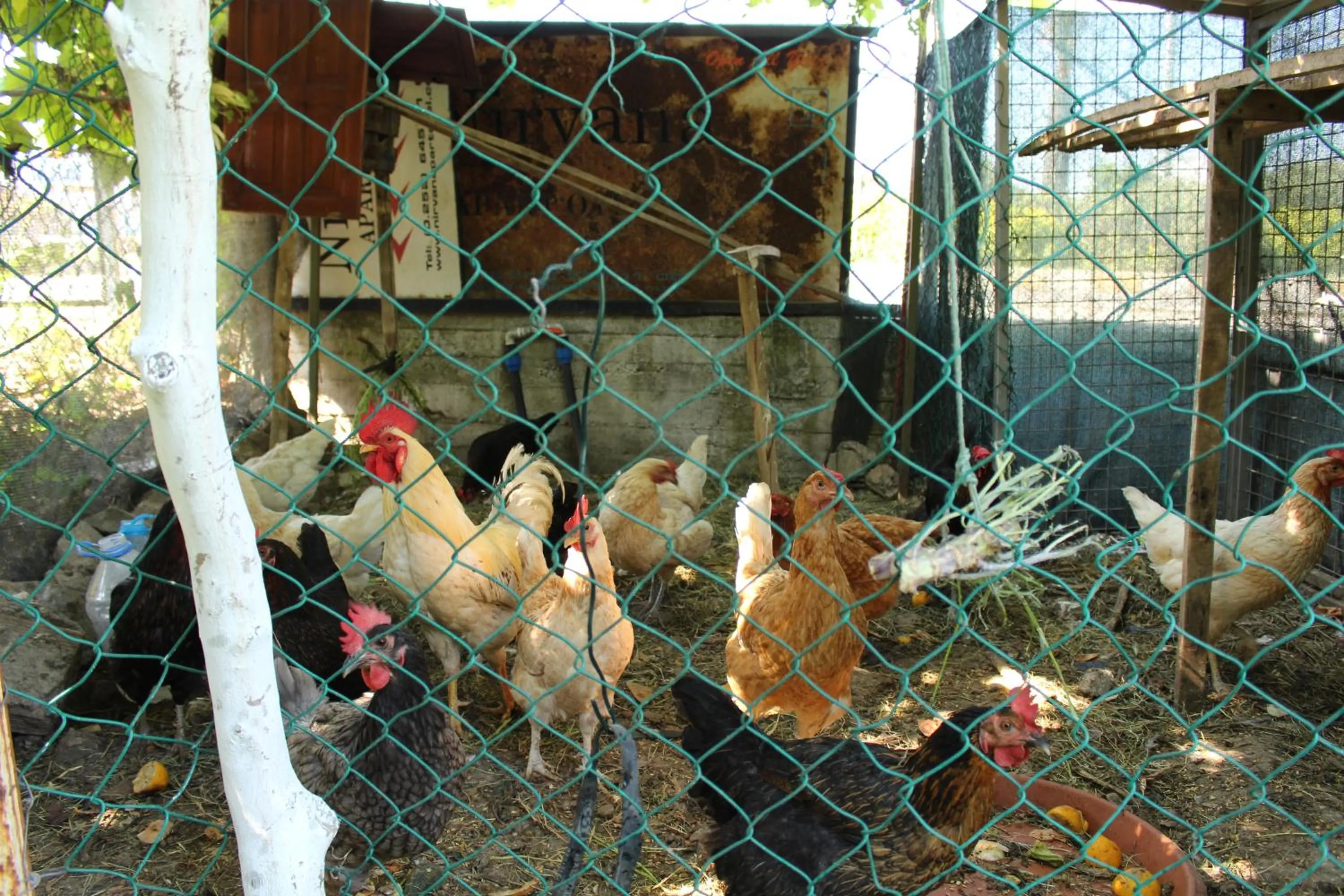 Pets in Nirvana Hotel