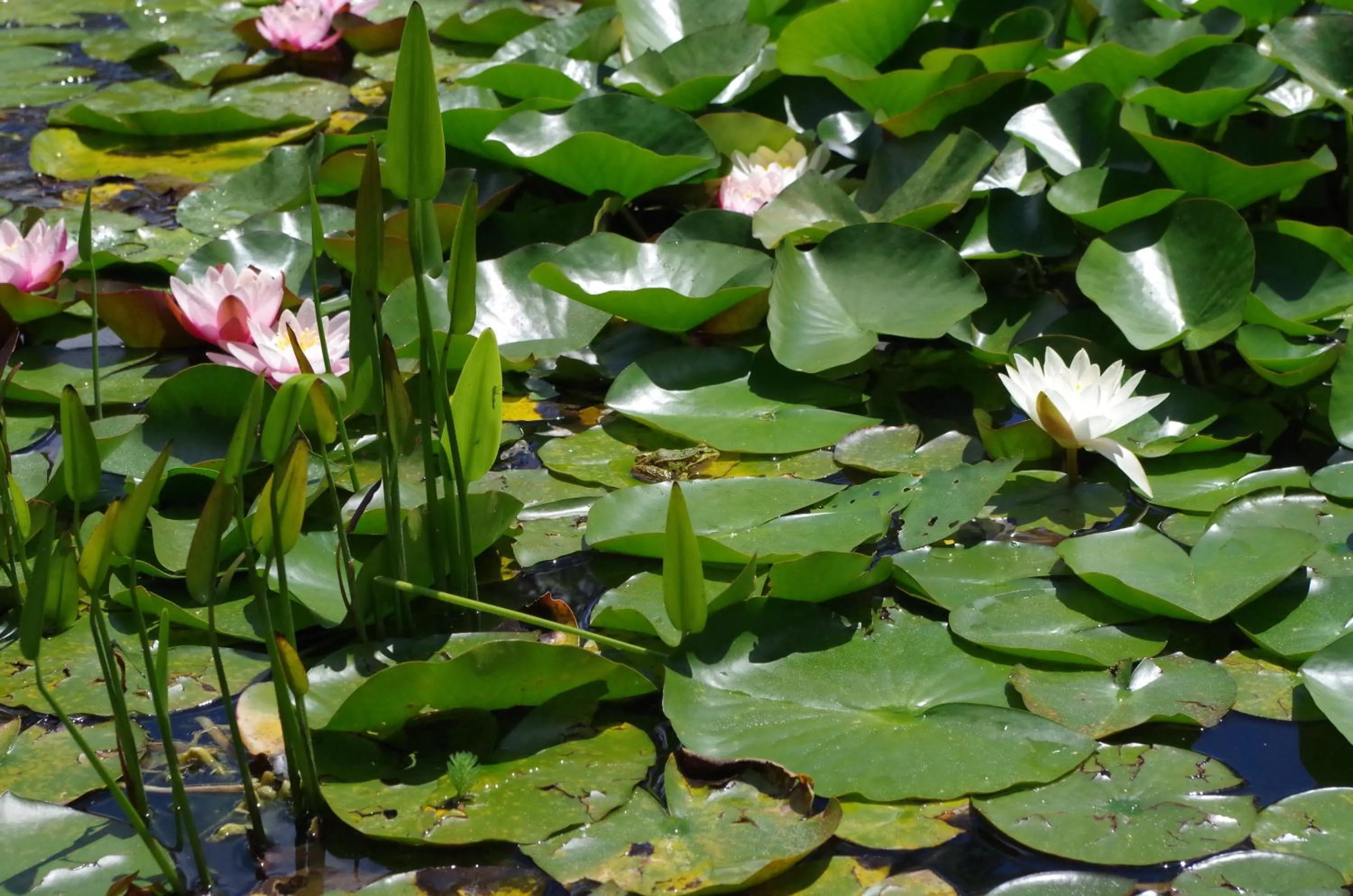 Garden in Maison d'Hôtes Le Cadran Solaire