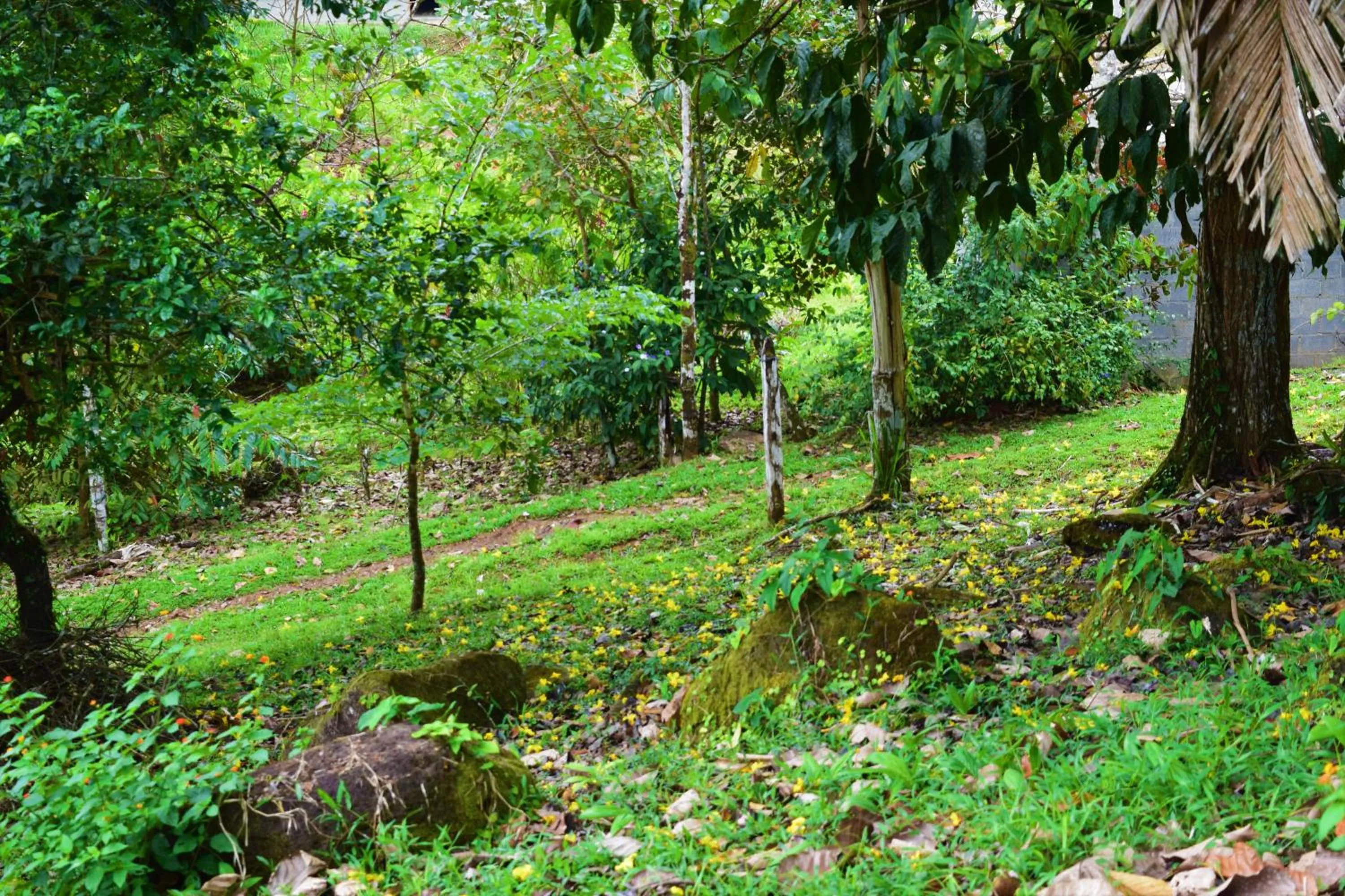 Natural landscape in Hotel Rio Celeste Finca L´ Etoile Celeste
