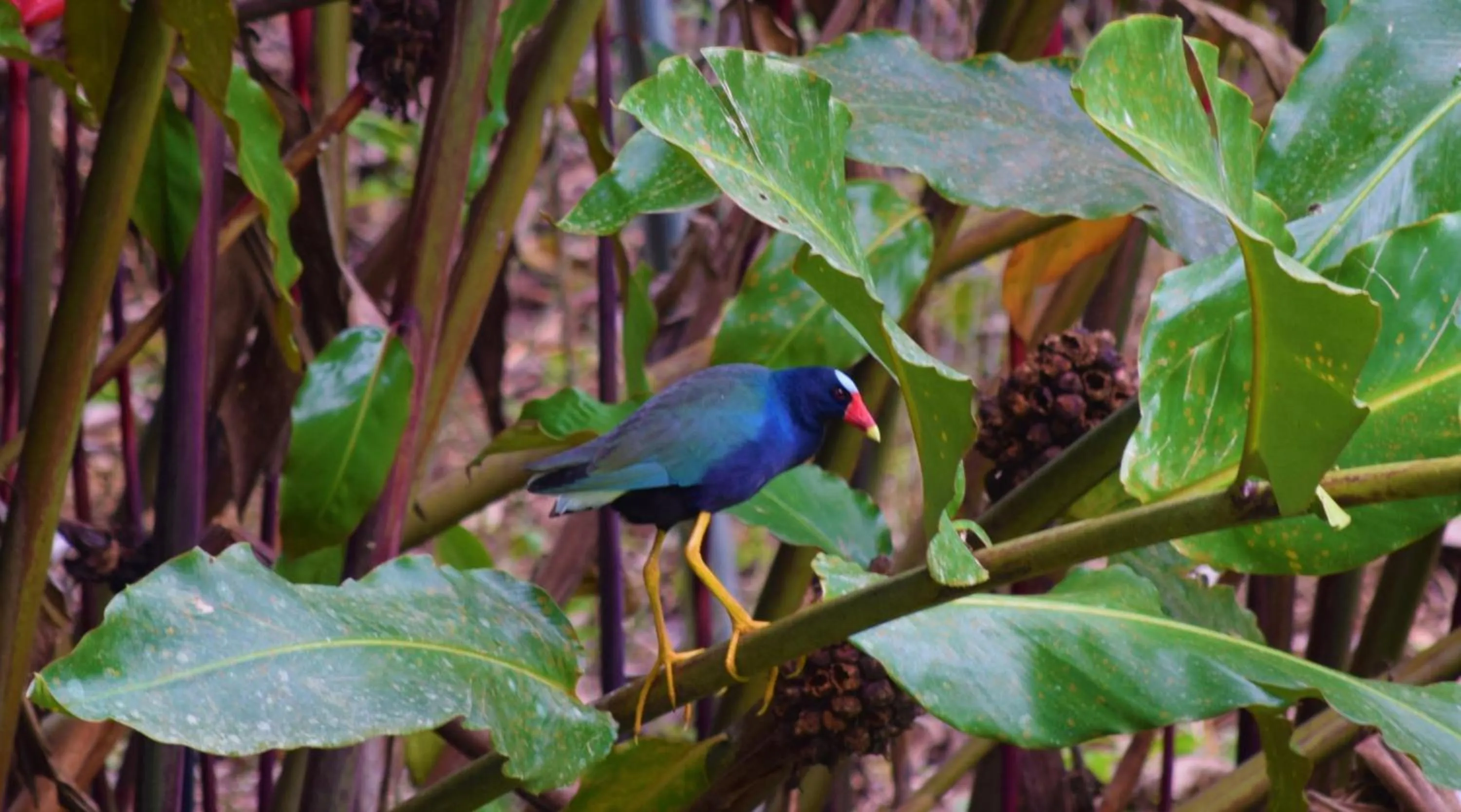 Animals in Hotel Rio Celeste Finca L´ Etoile Celeste