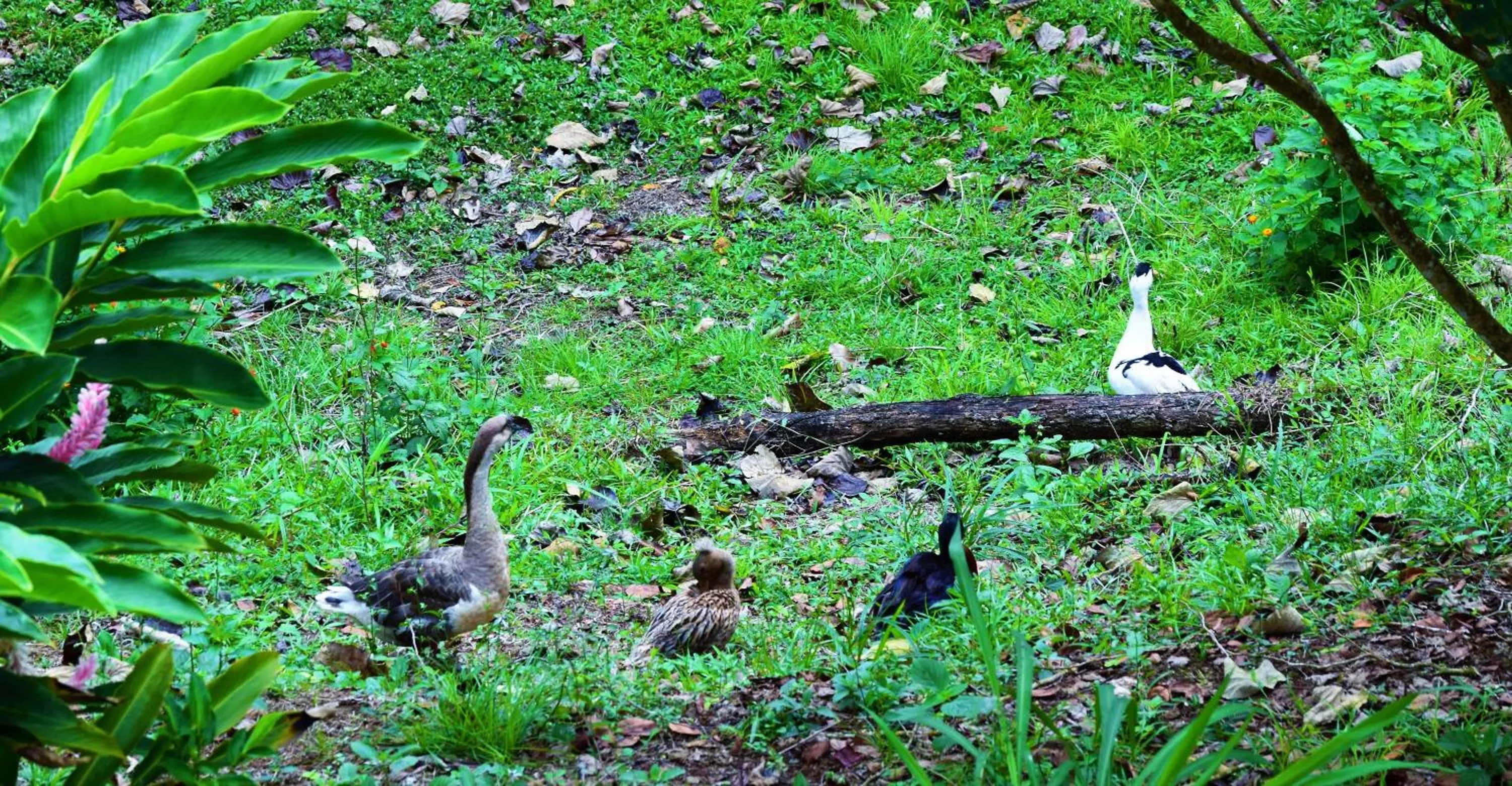 Natural landscape in Hotel Rio Celeste Finca L´ Etoile Celeste