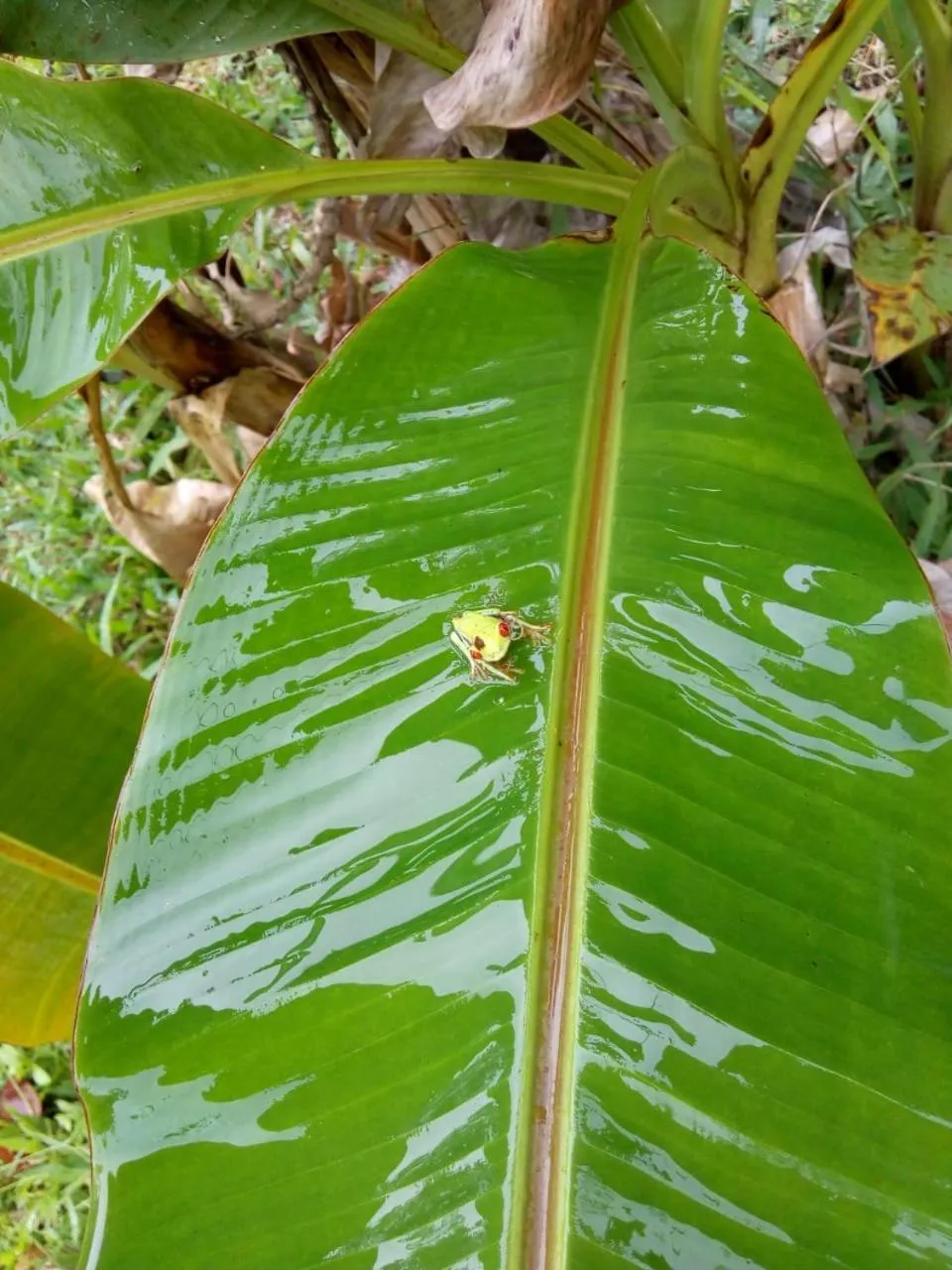 Animals in Hotel Rio Celeste Finca L´ Etoile Celeste